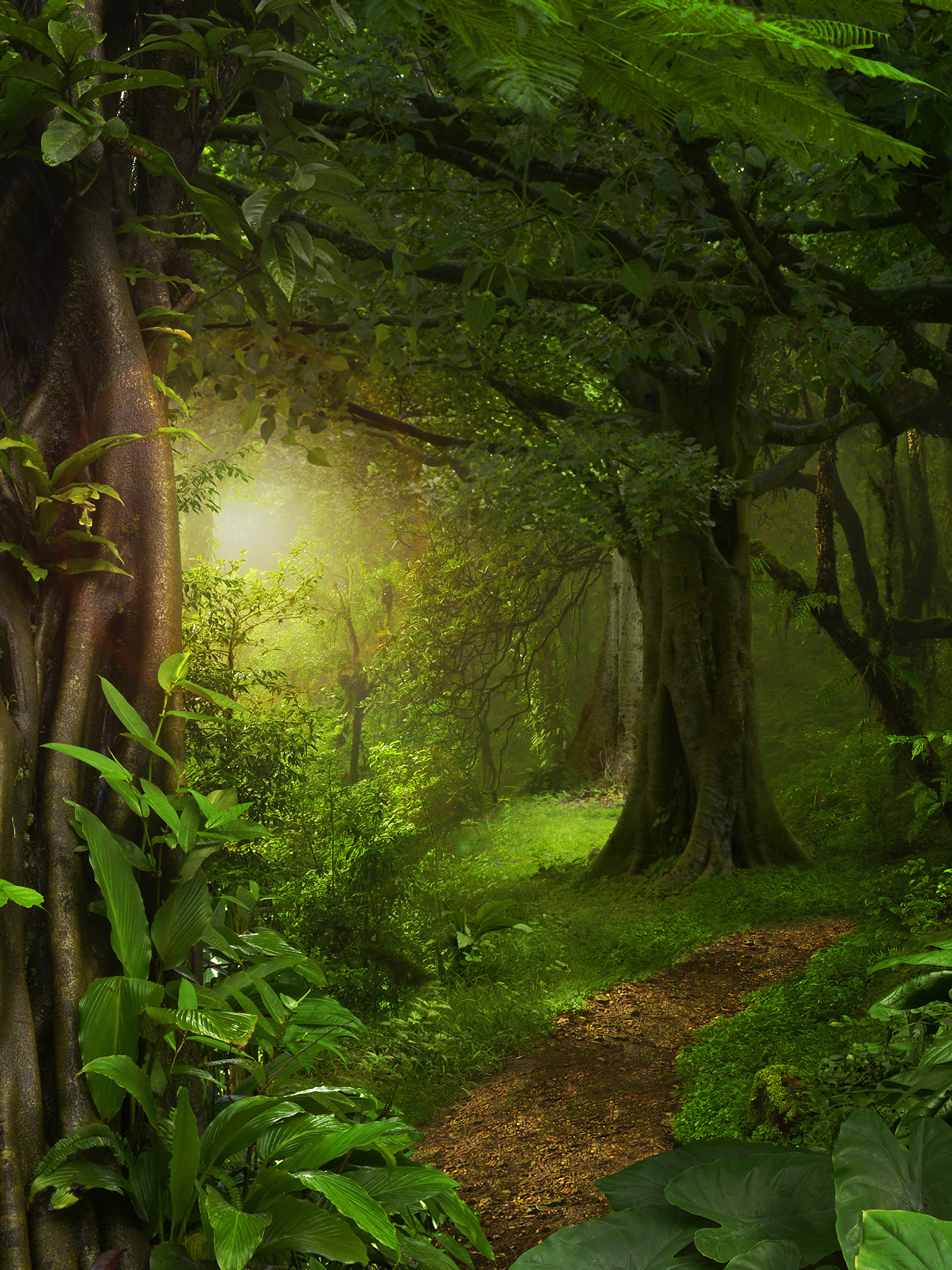 сказочный лес фото картинки