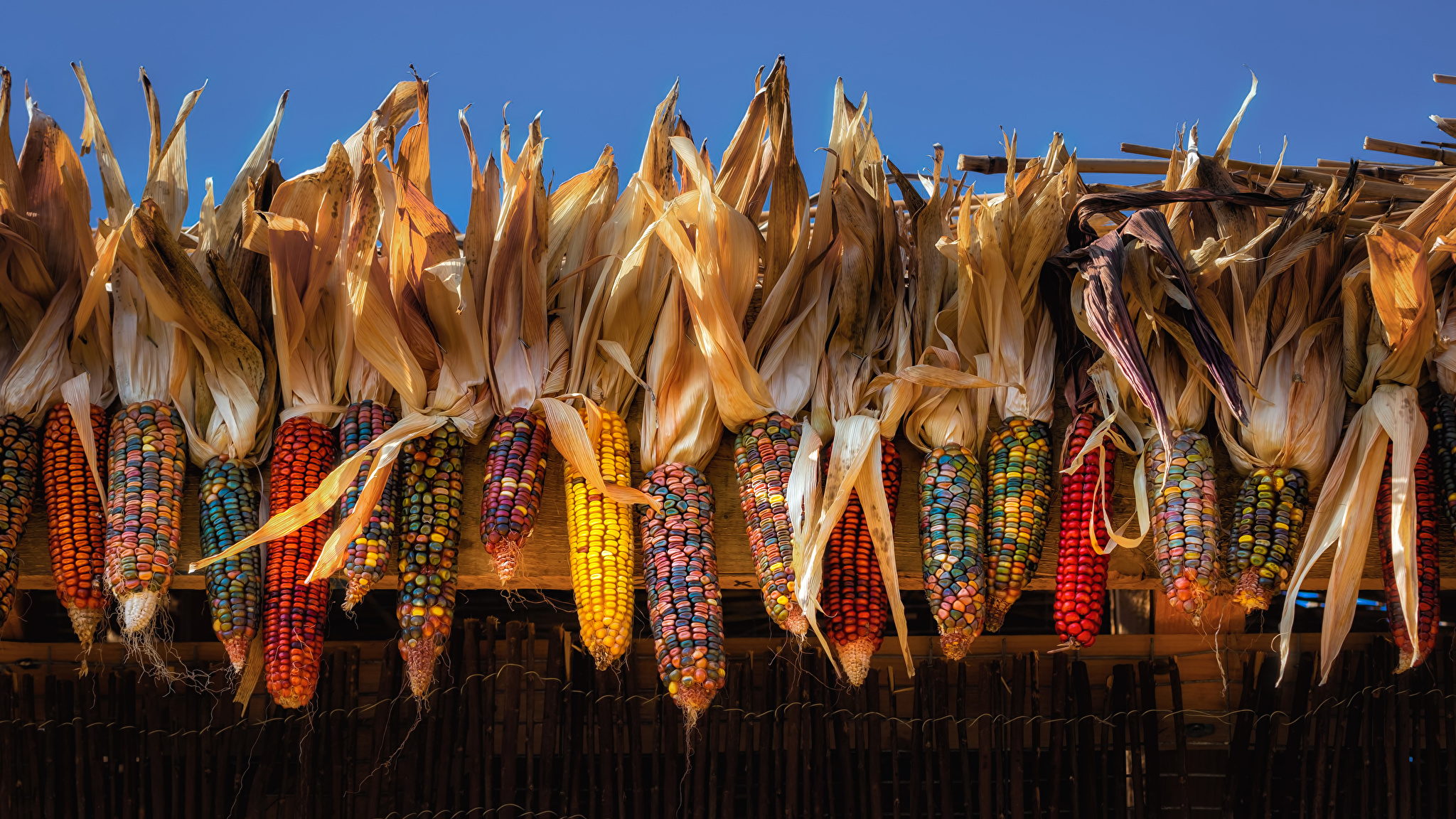 Цветная кукуруза ацтеков