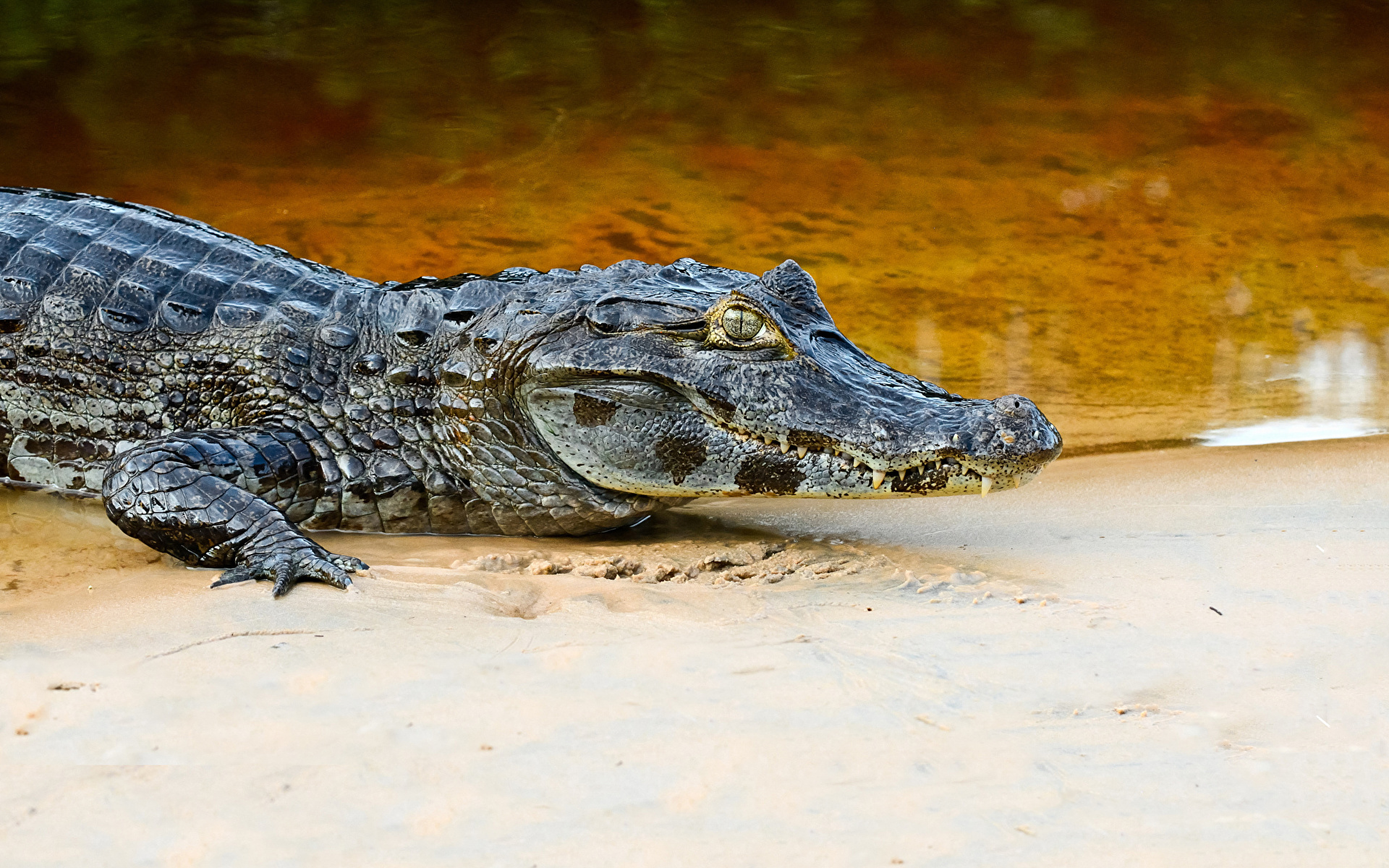 крокодил фото животного