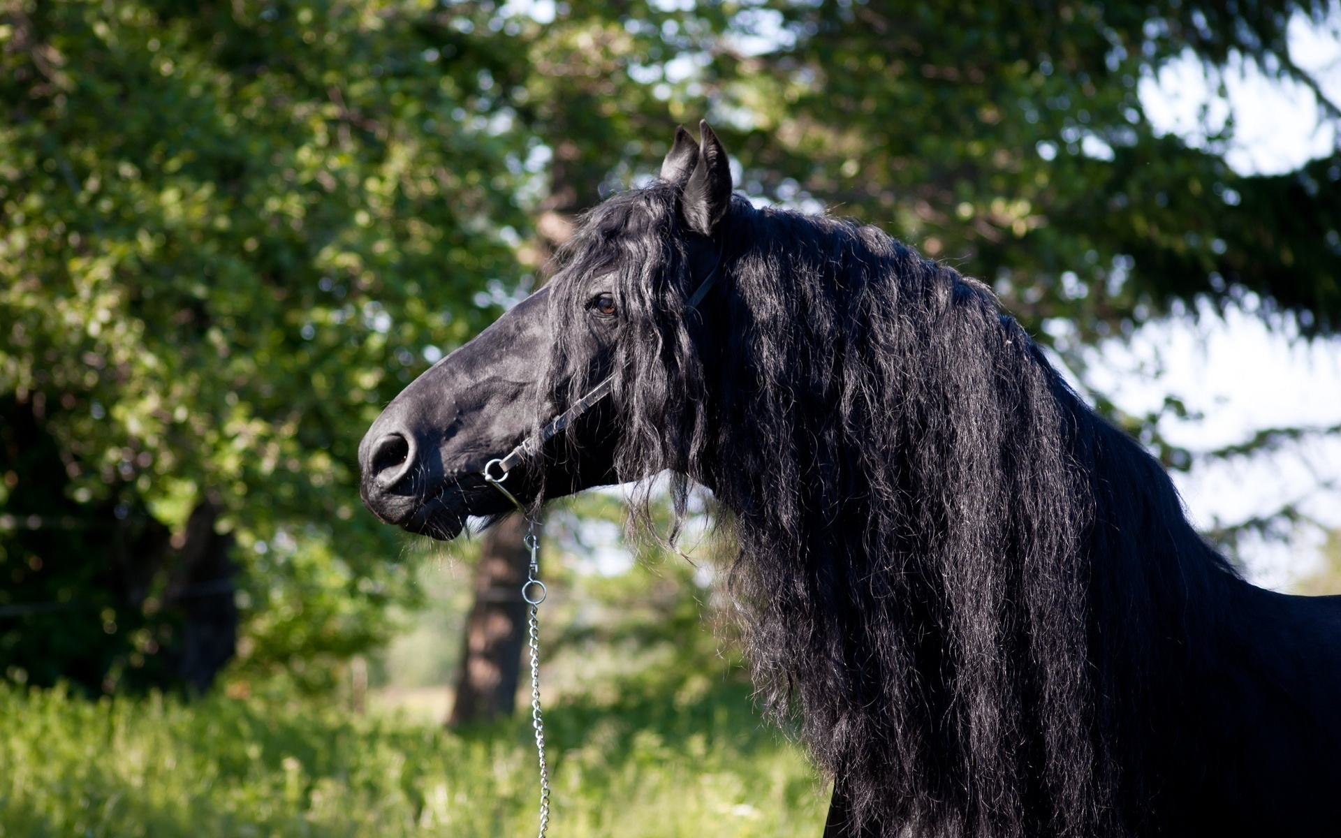 Черная Вороная лошадь