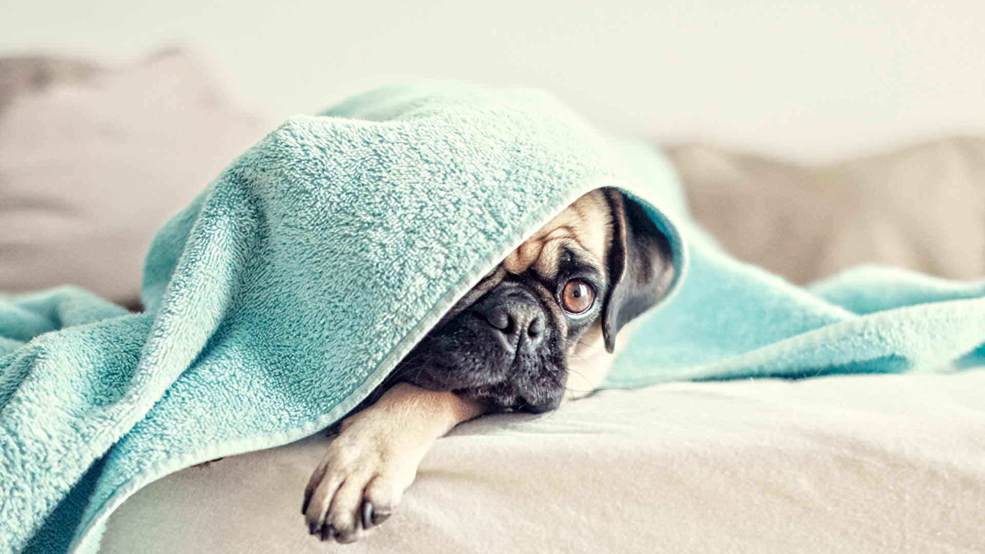Собачка в одеялке