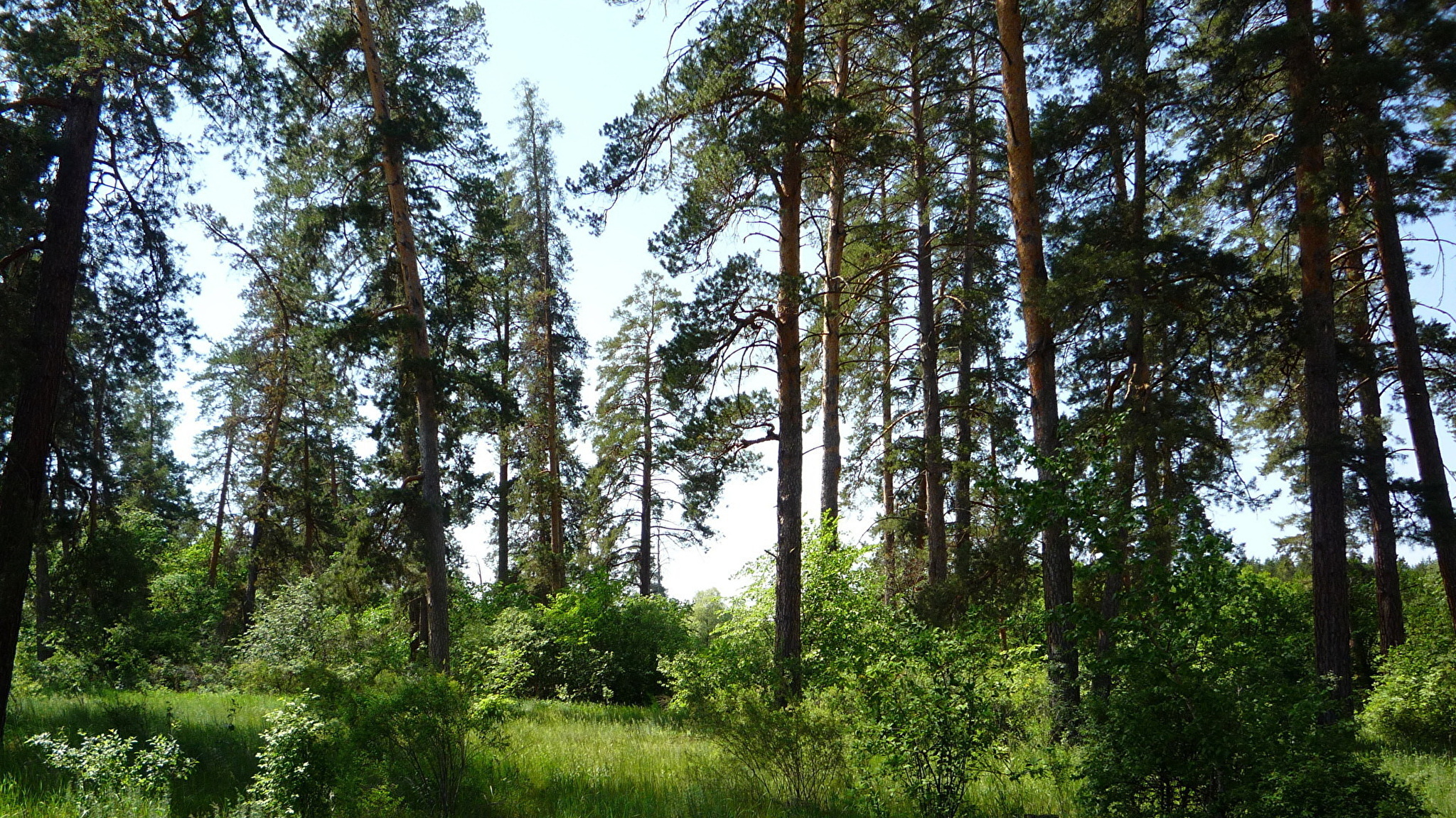 фото лес в городе