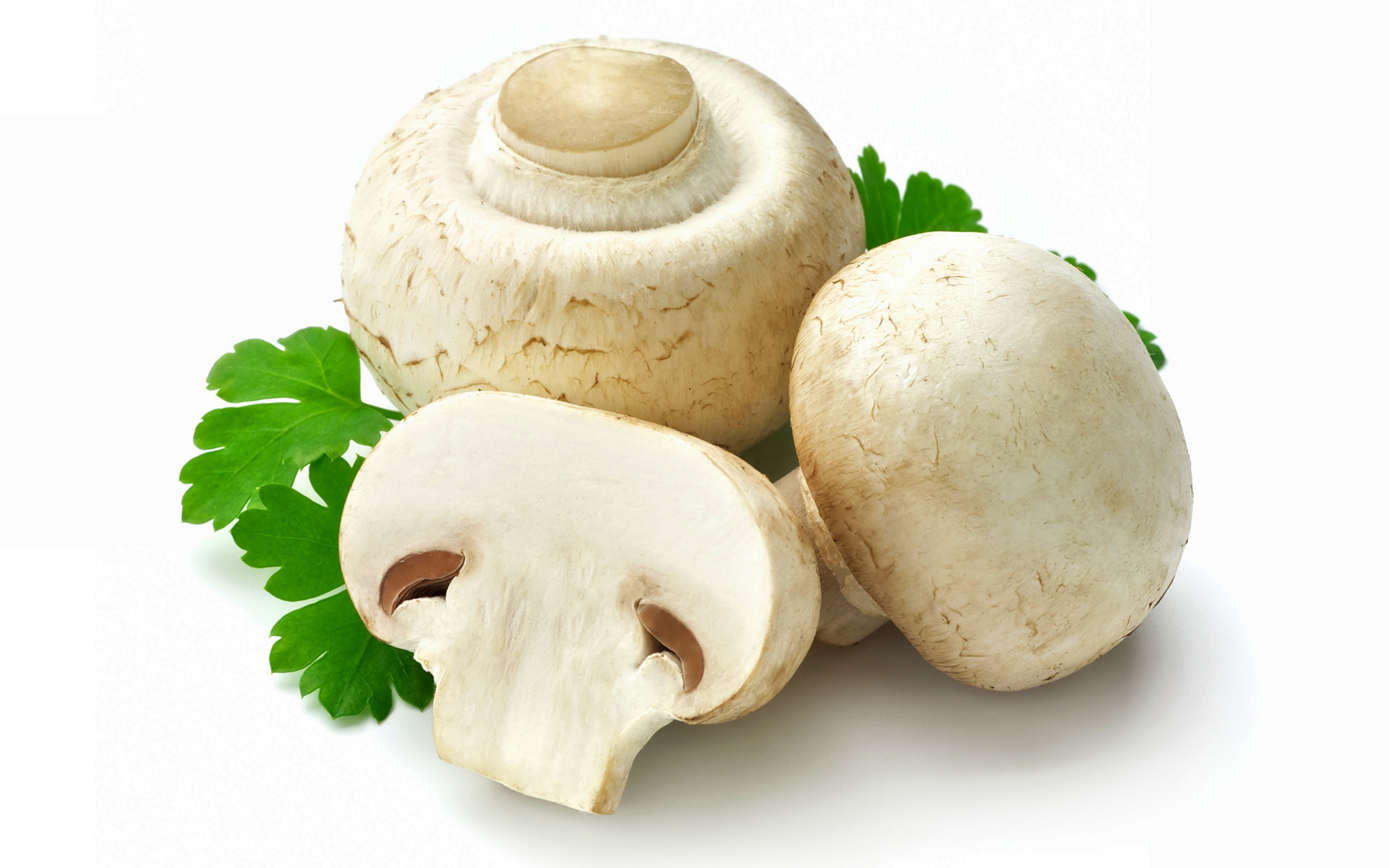 свежие грибы фото