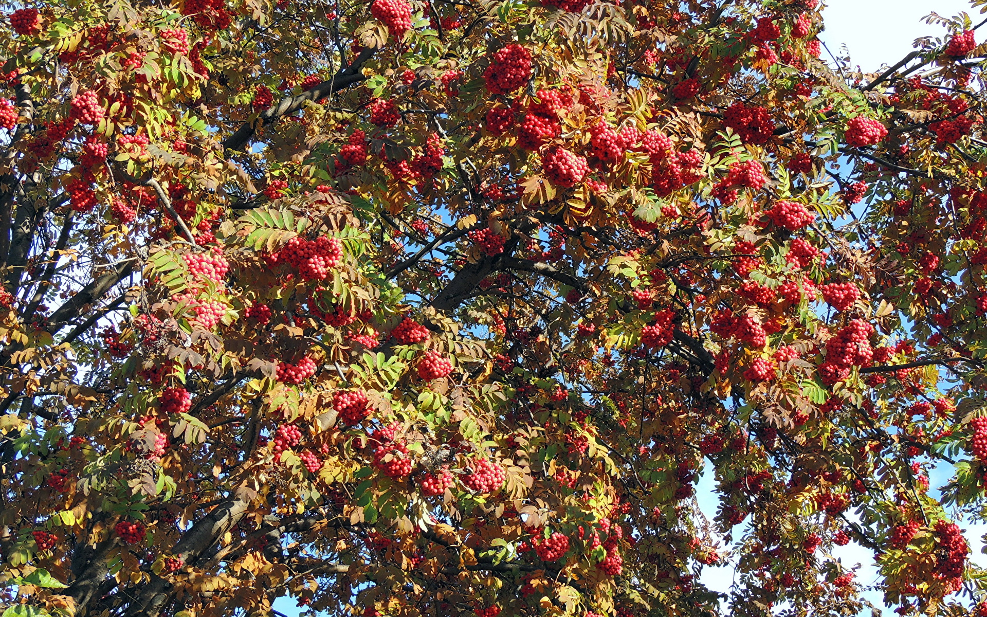 Рябина дерево осень