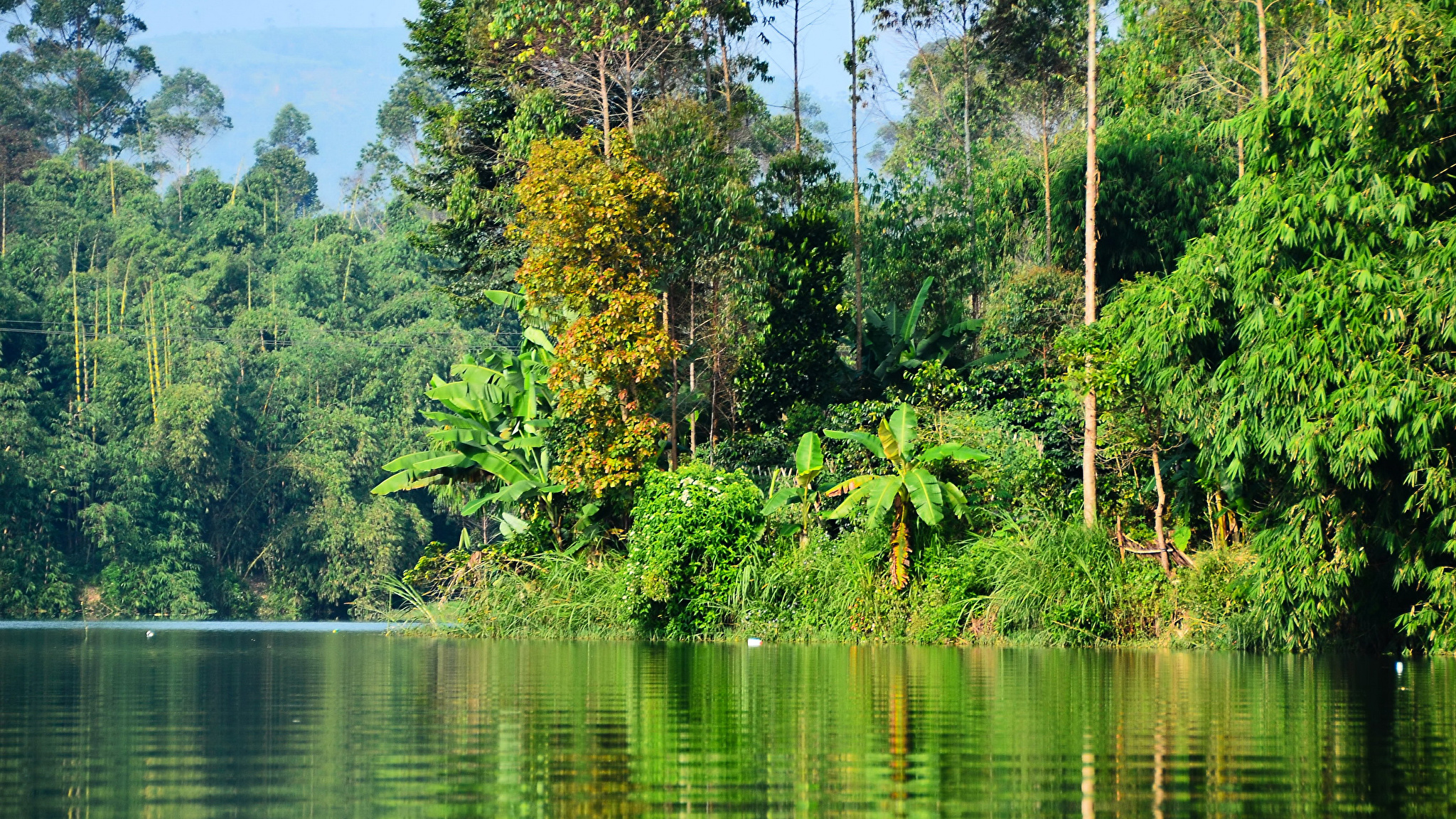 Тропический лес реки амазонки