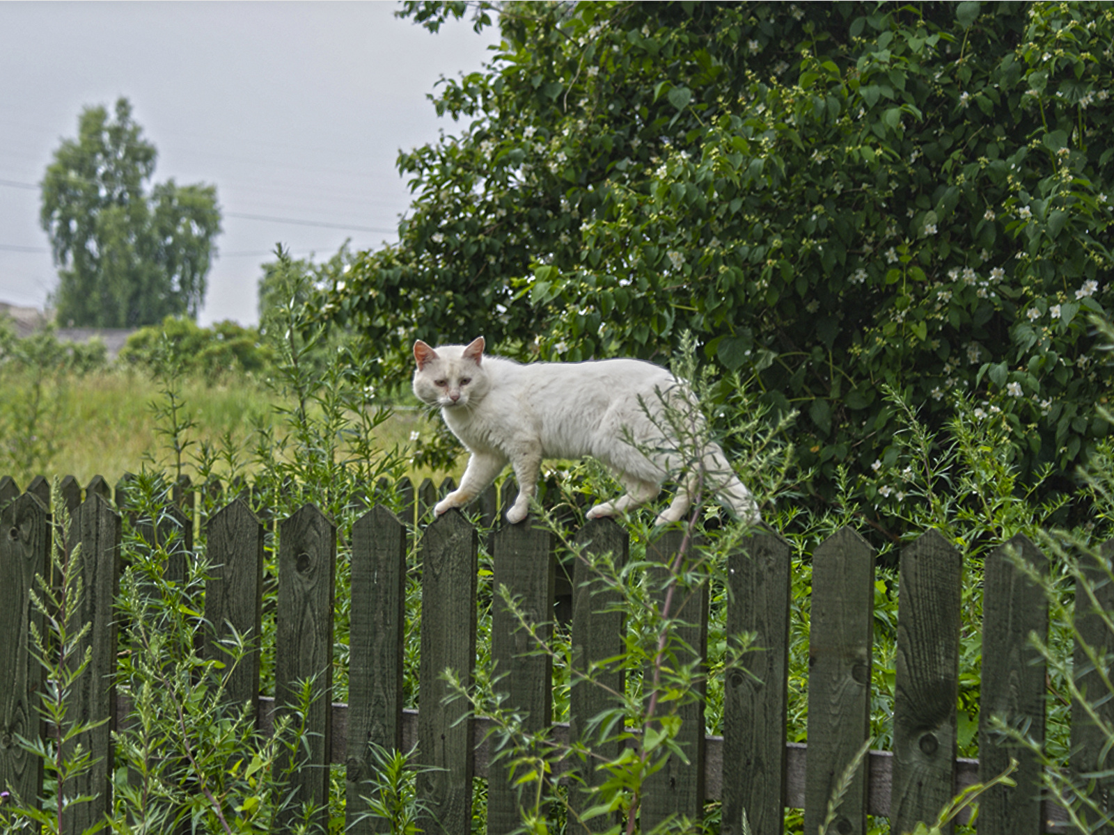 Деревенский кот на заборе