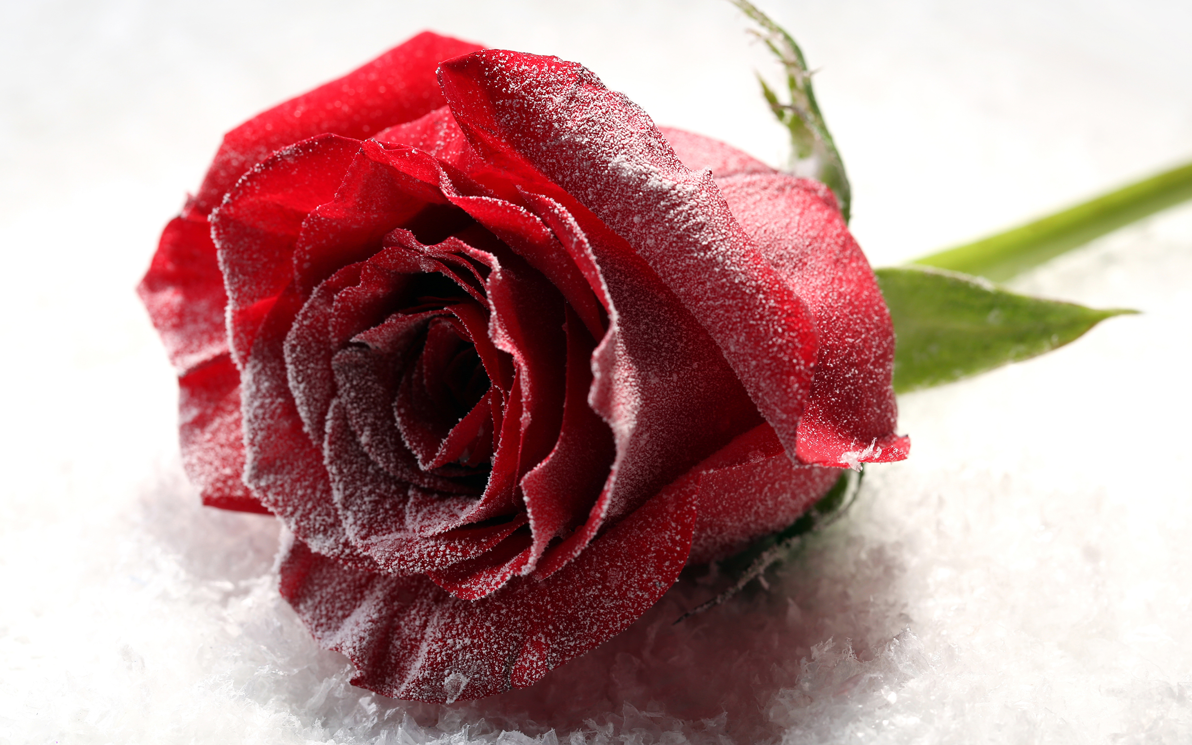Бордовые розы на снегу
