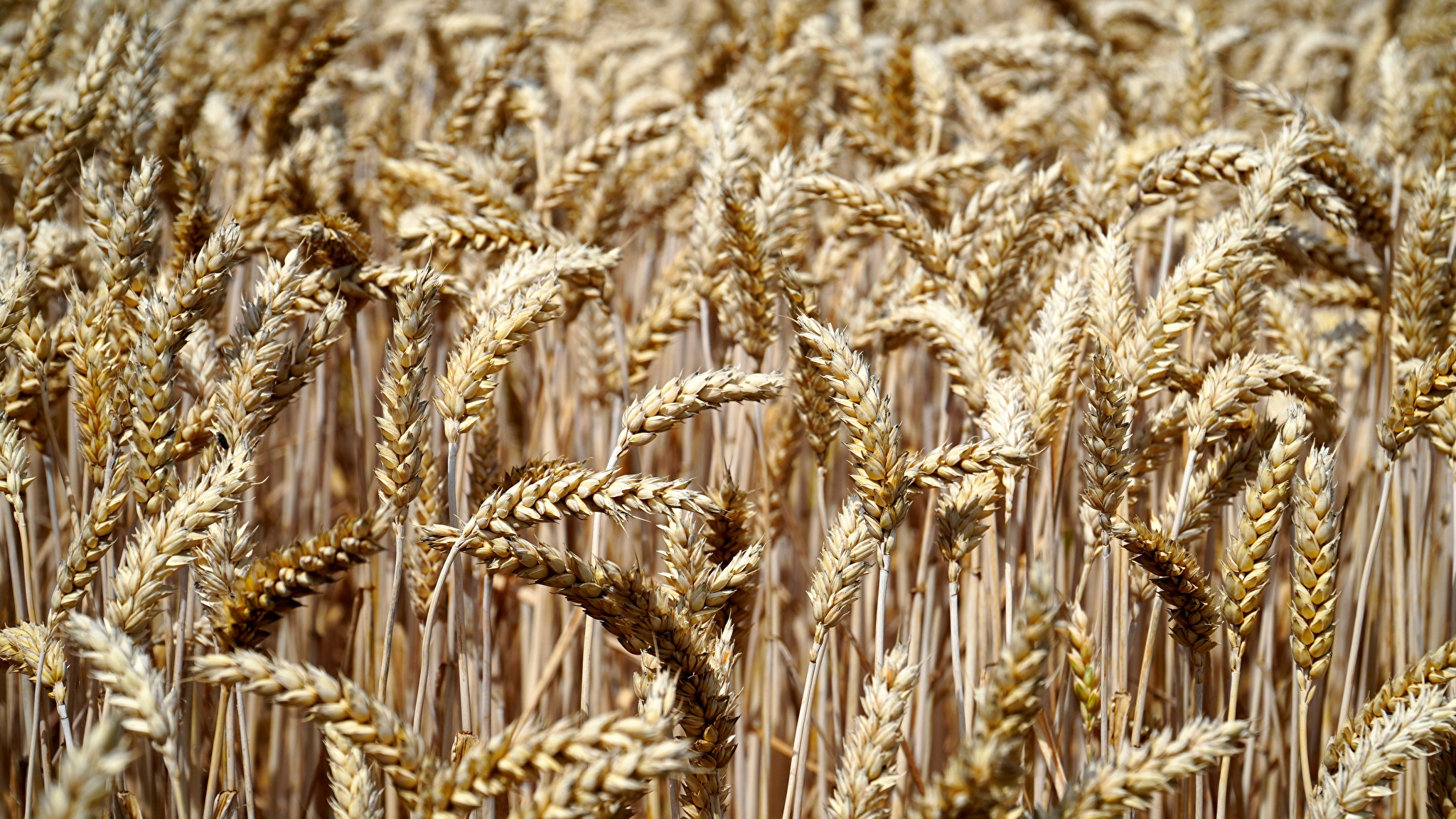 фото сдвоенного ряда пшеницы