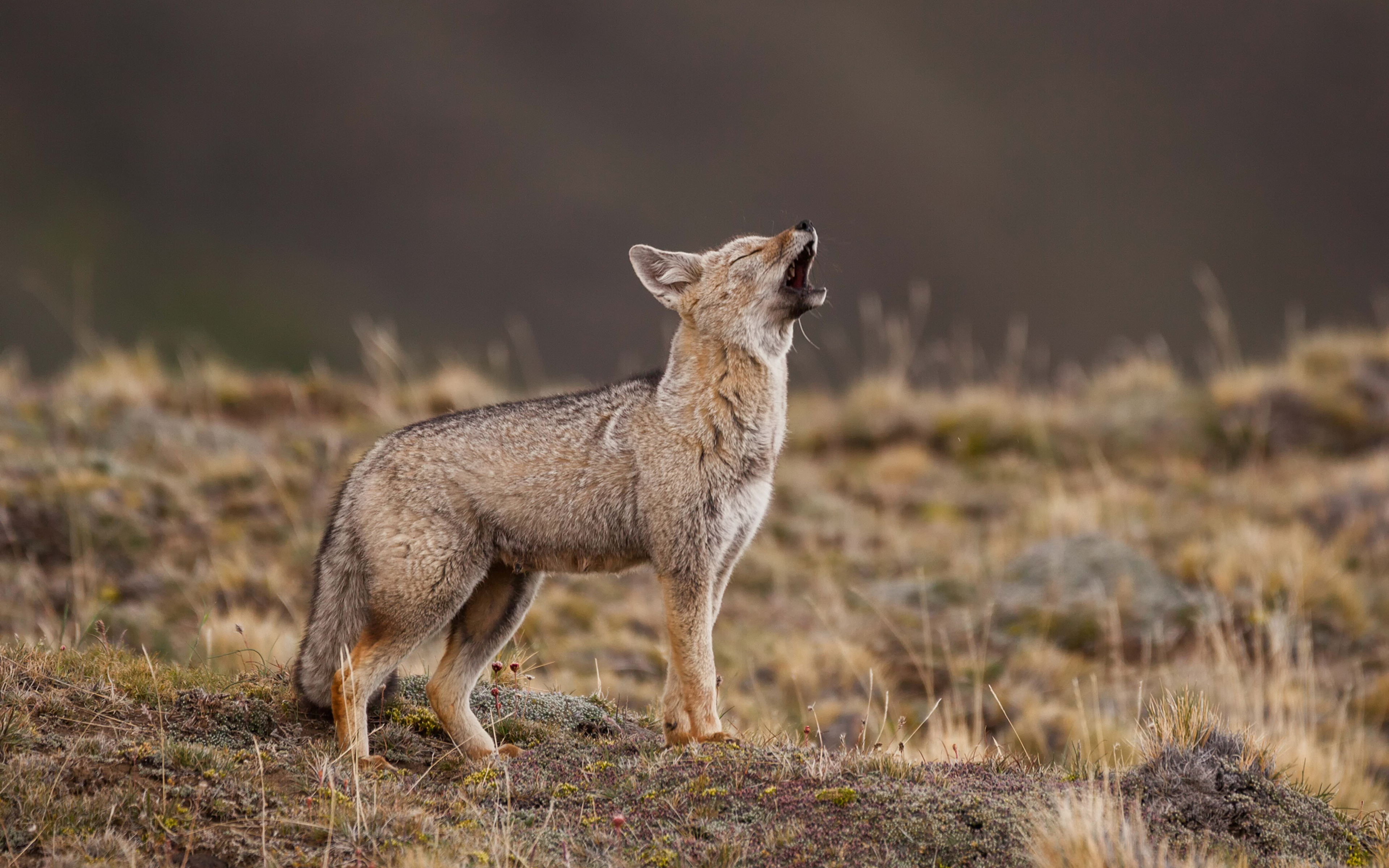 Grey fox