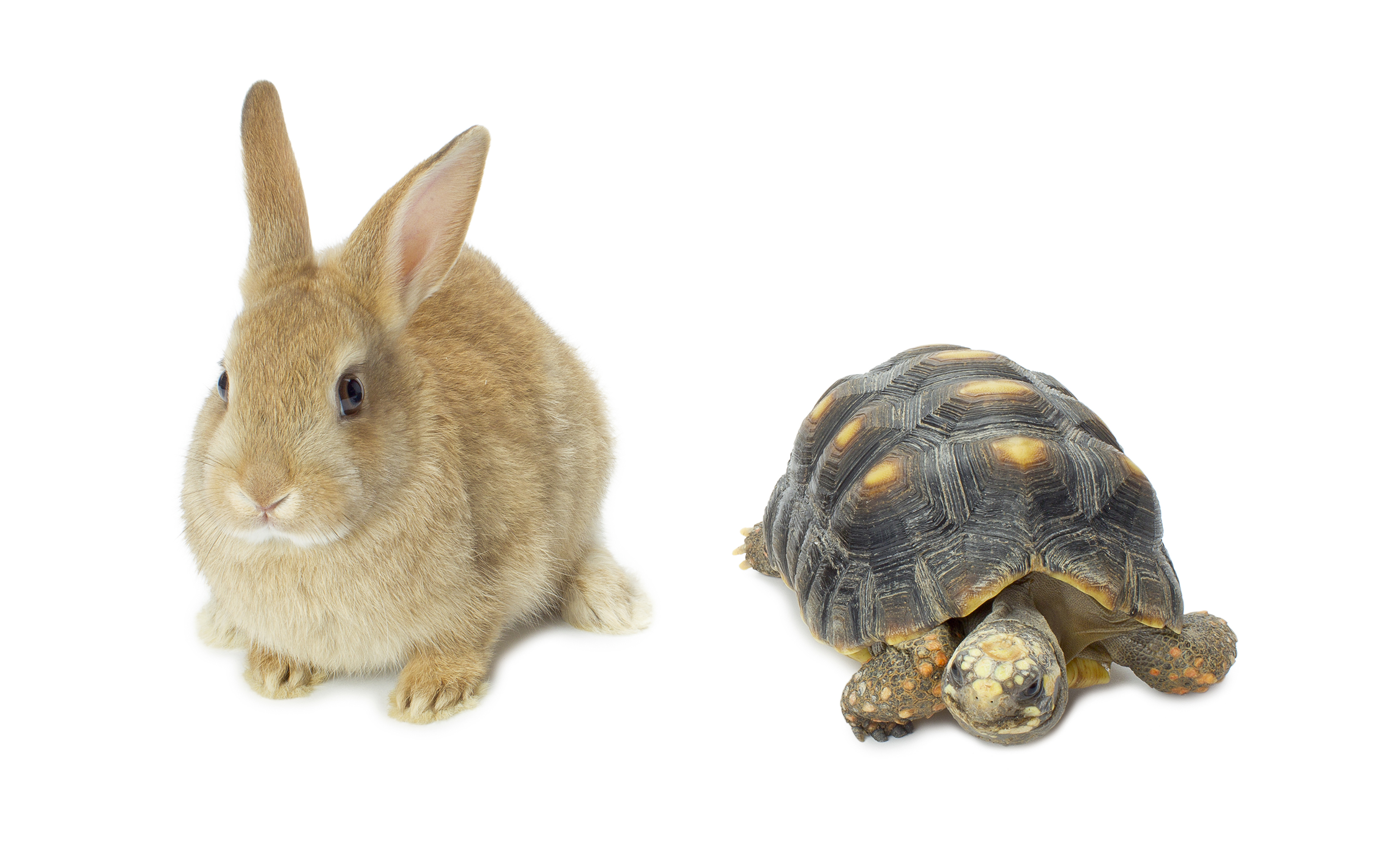 Кролик и черепаха фото