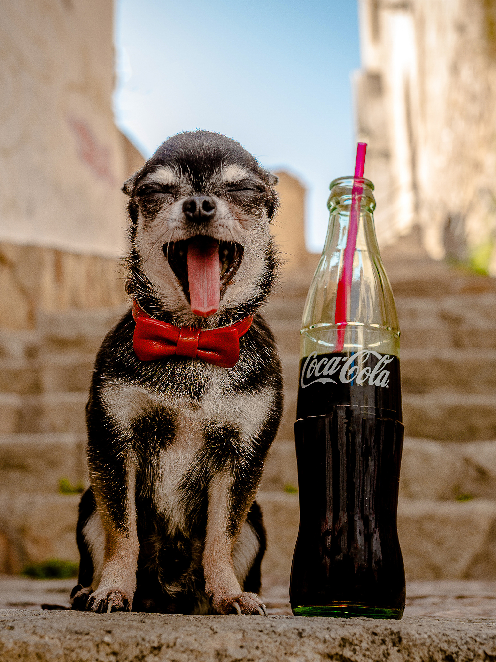Собака Кока кола