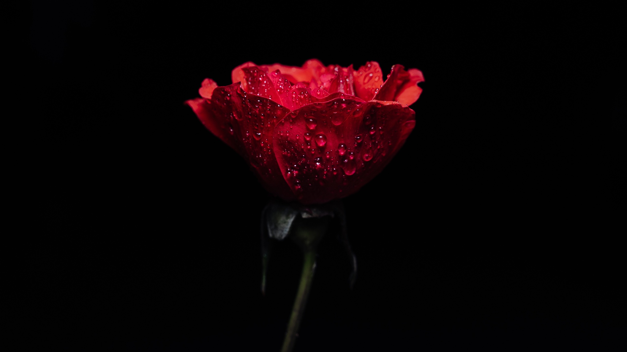 Красная роза на черном фоне обои
