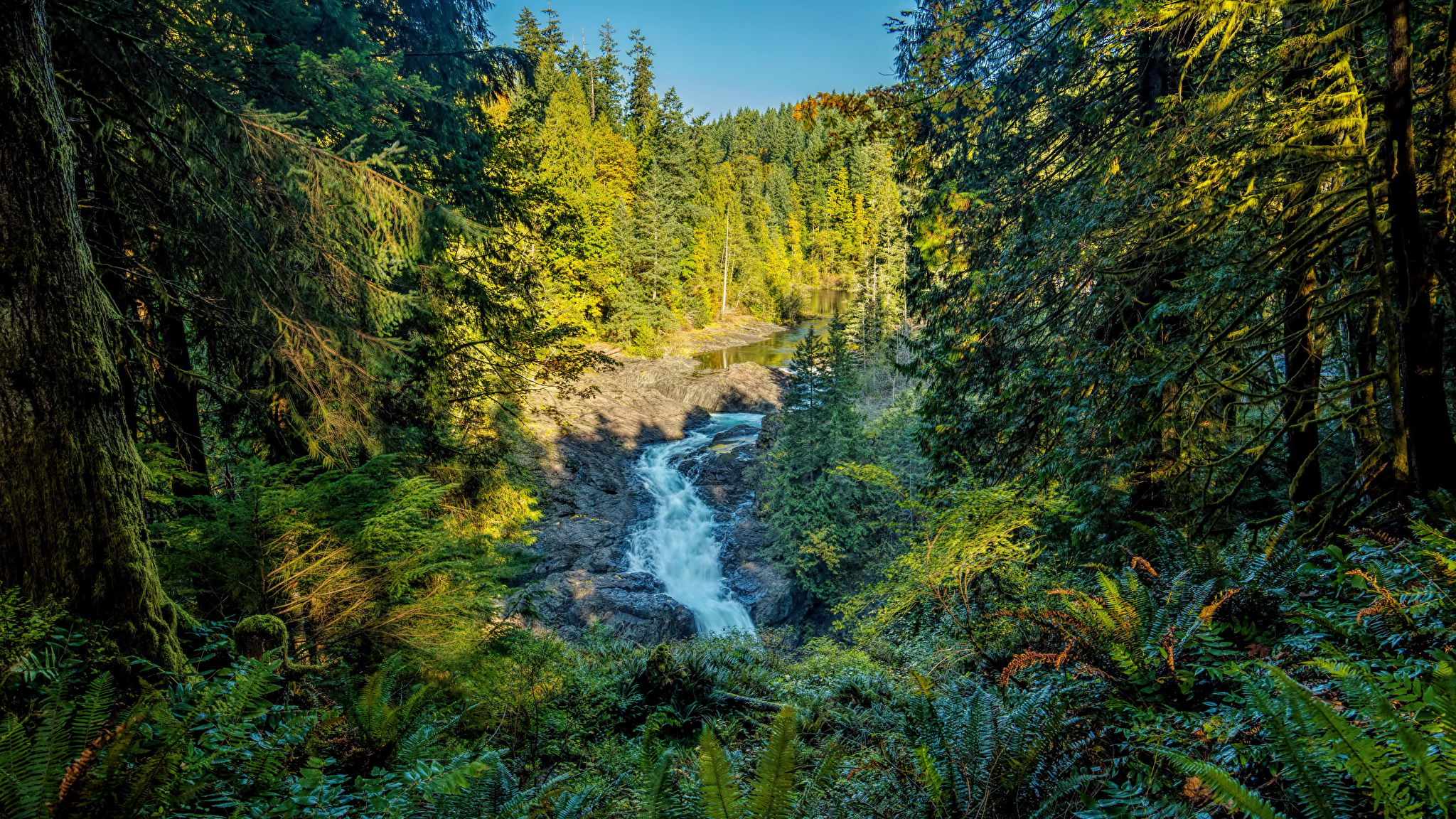 Лес гора Ванкувер