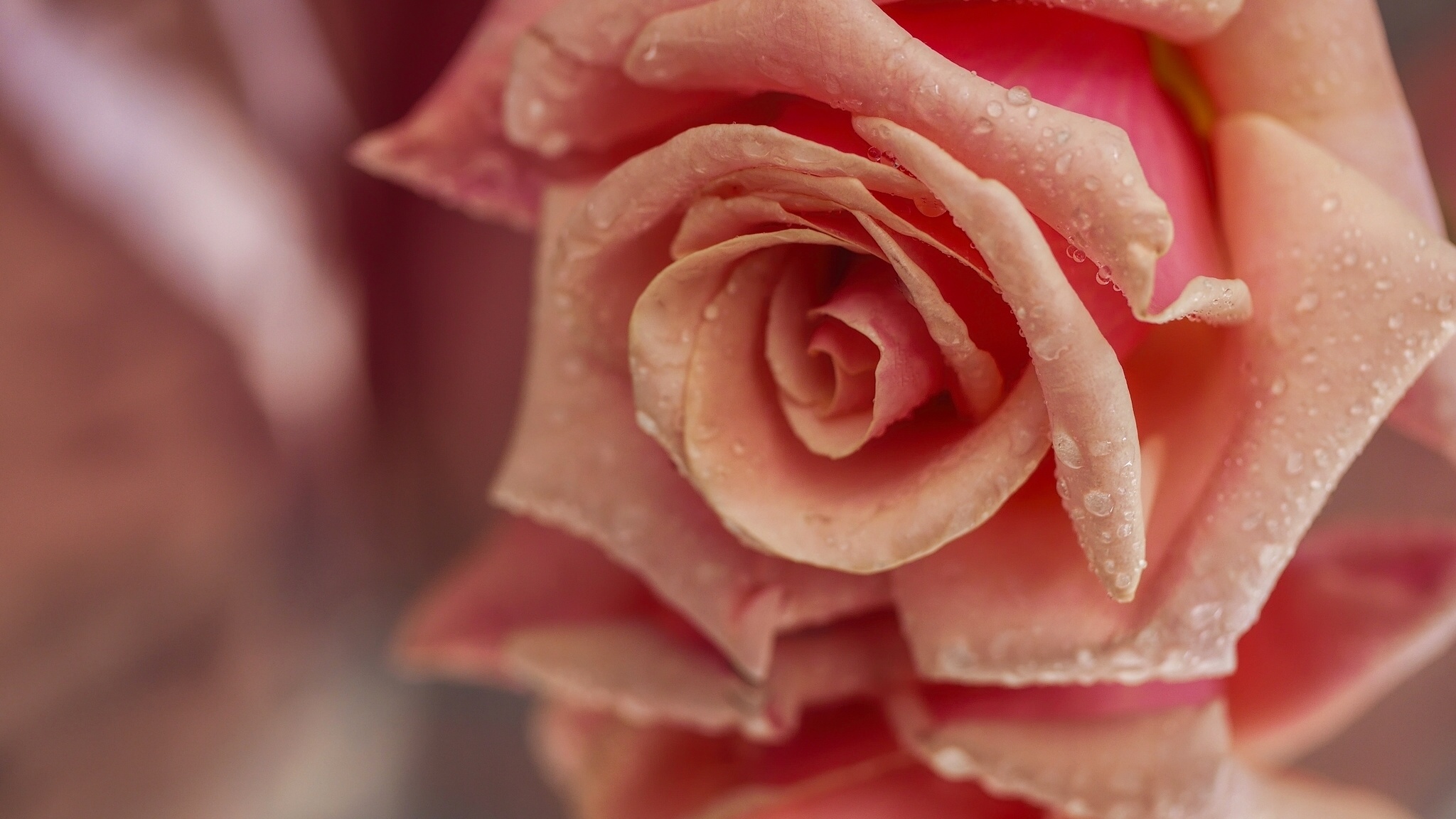 Розовый цветок Макросъемка