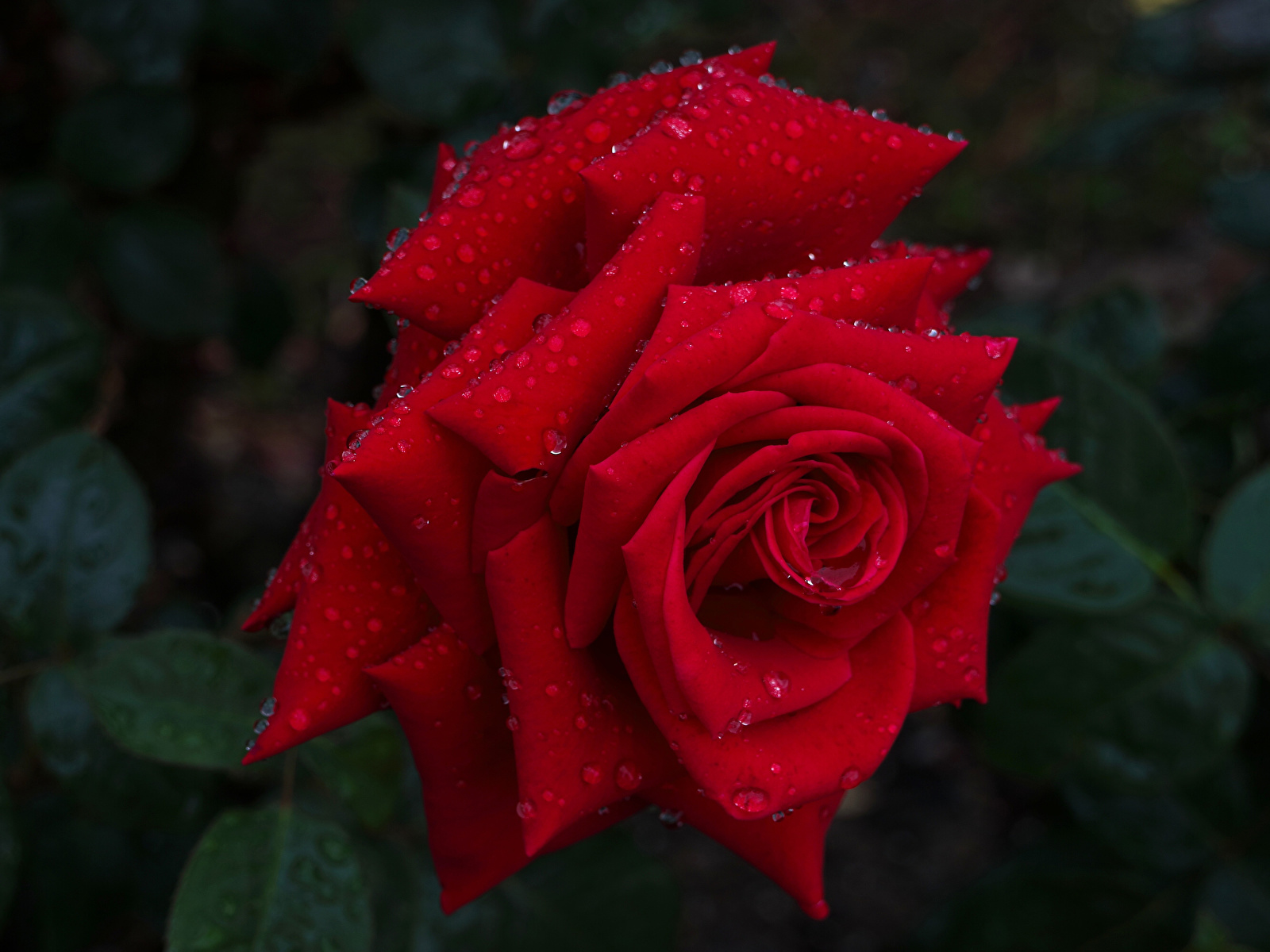 розы фотографии розы красных цветы вблизи 1280×