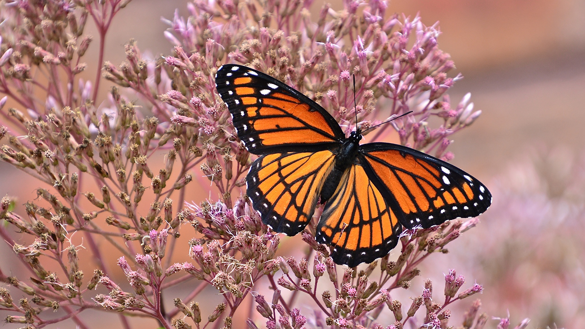 Североамериканская бабочка Монарх