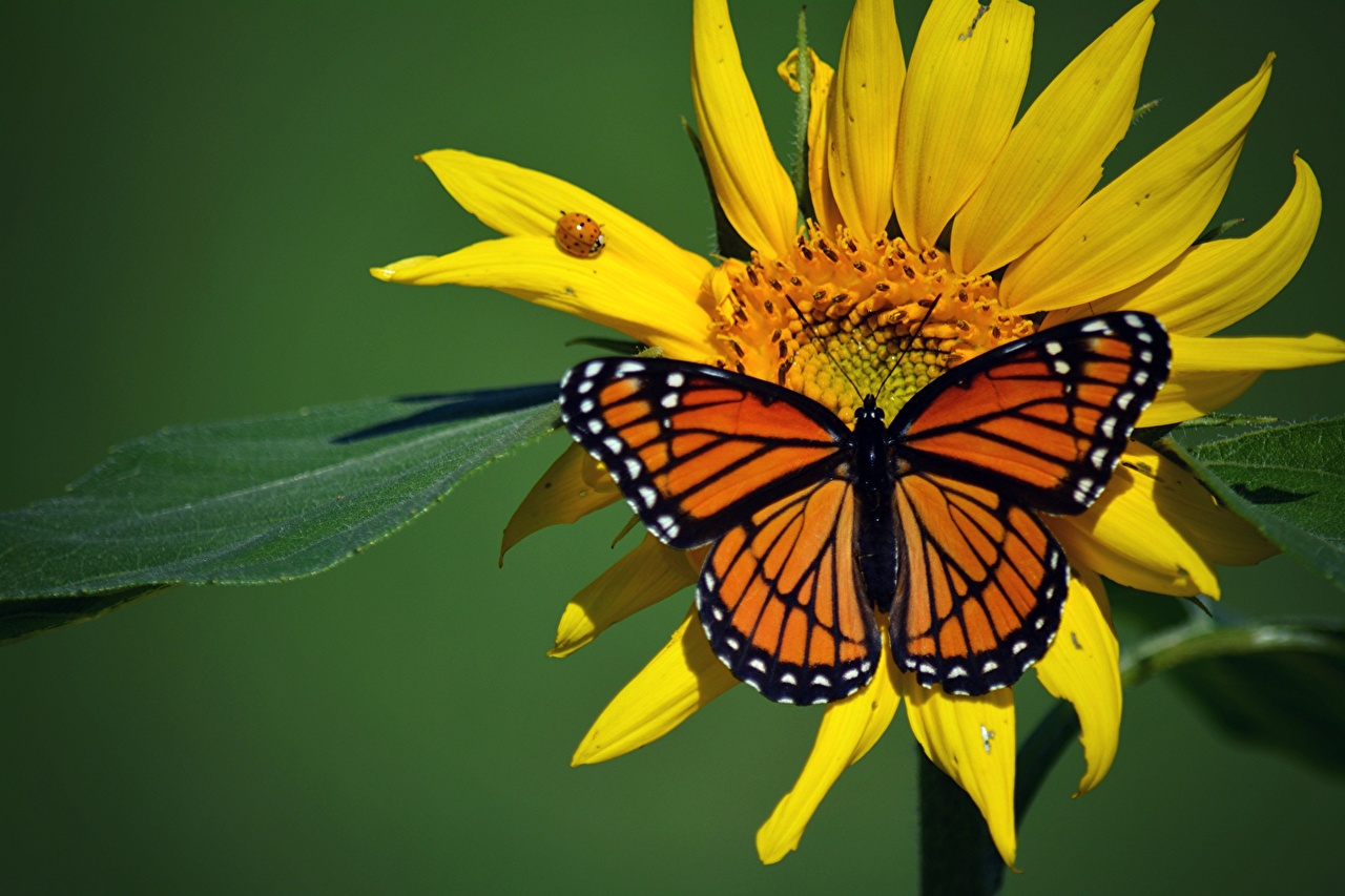 Желтые бабочки Монарх