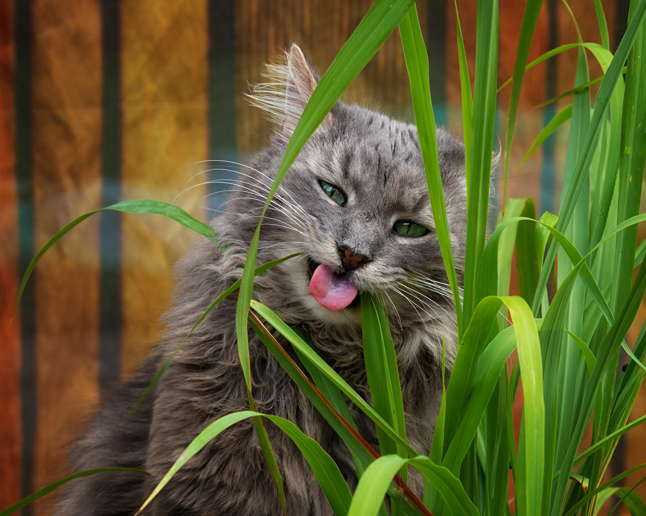 Кошачья трава