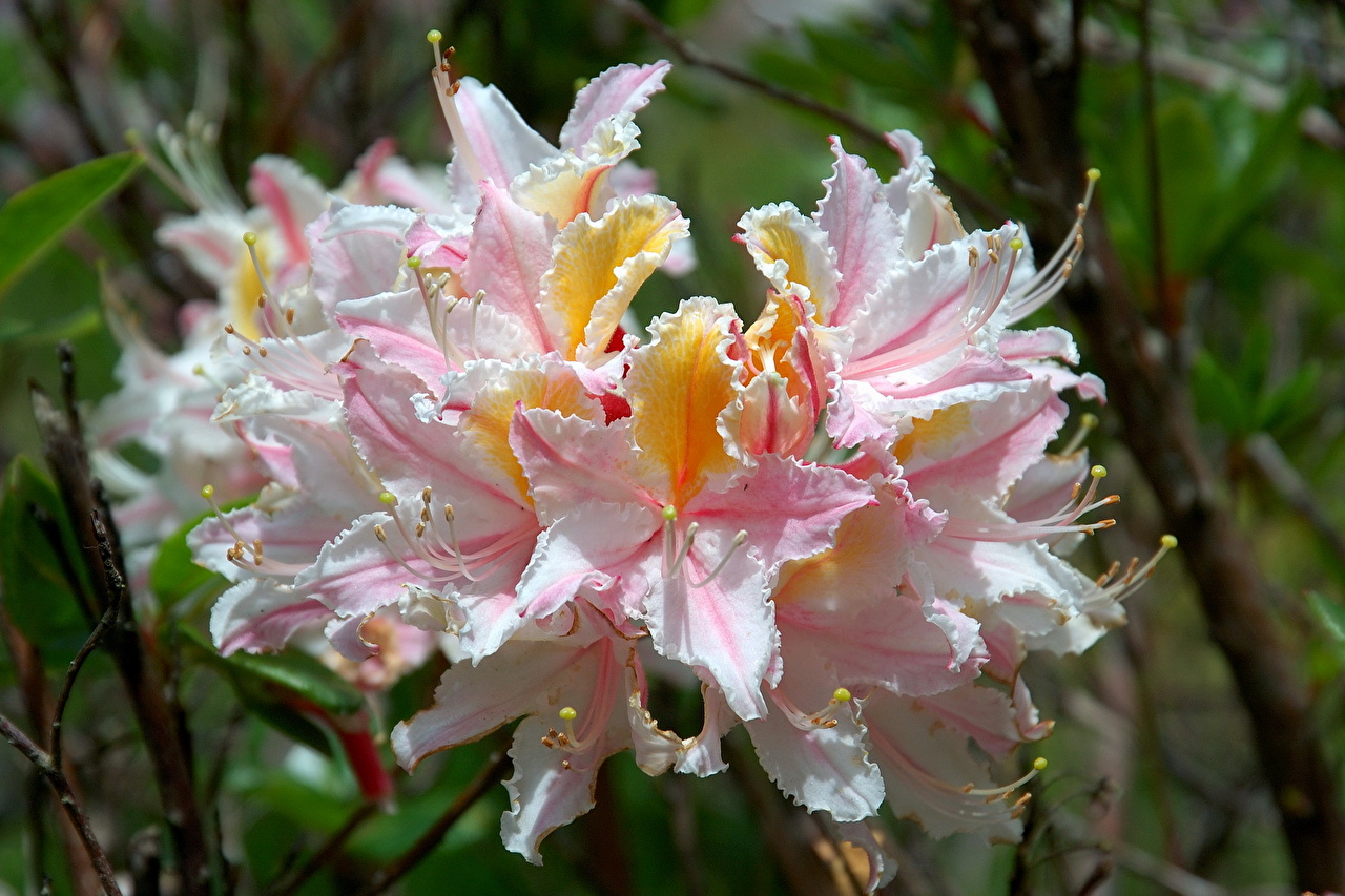 Рододендрон Западный Rhododendron occidentale