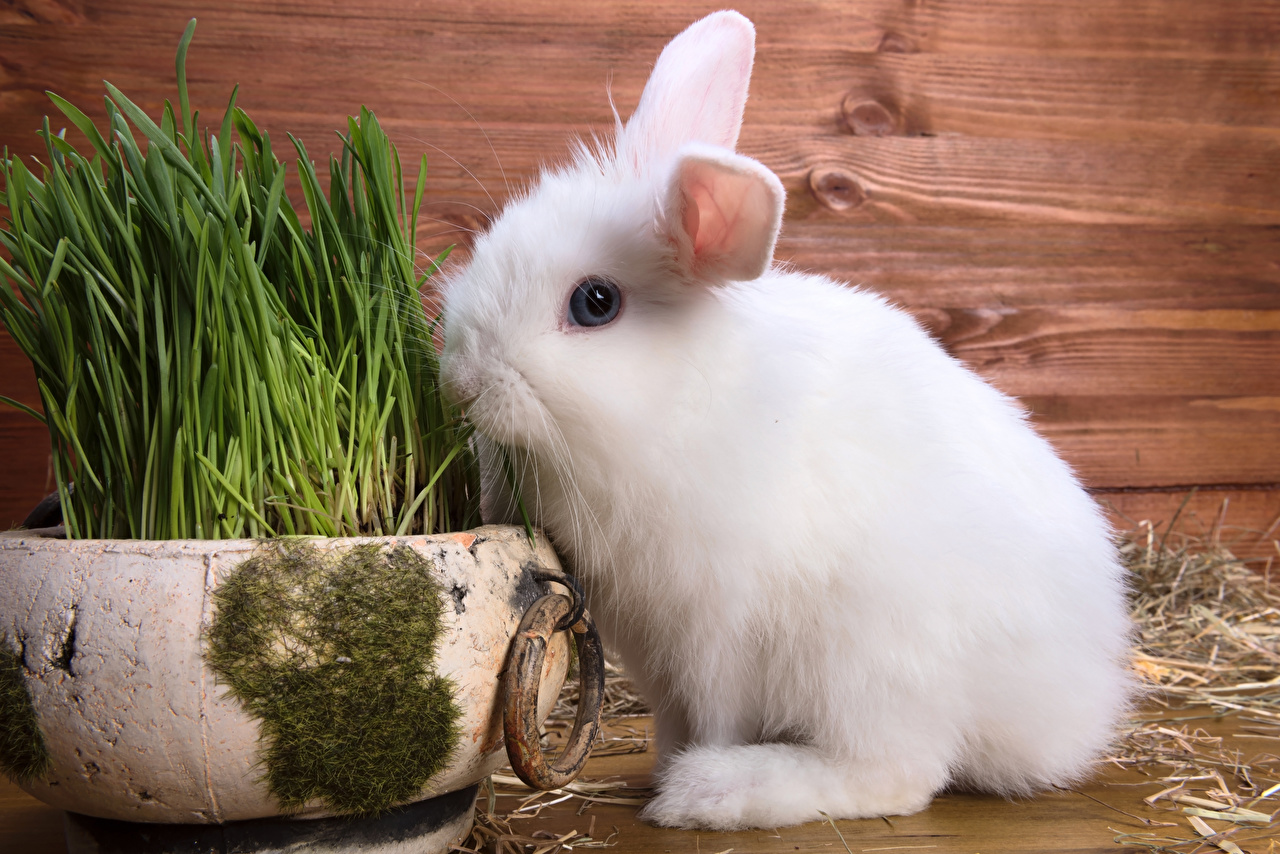 Домашние Животные Картинки Кролик