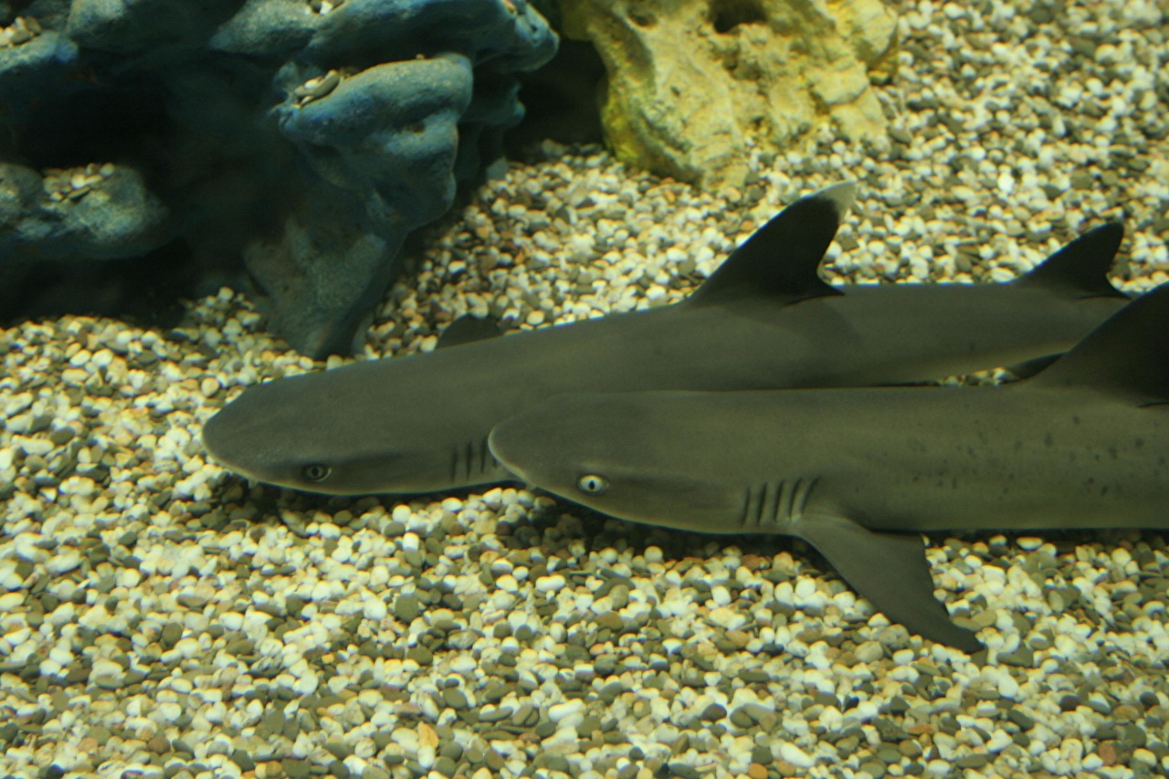 Карликовая колючая акула