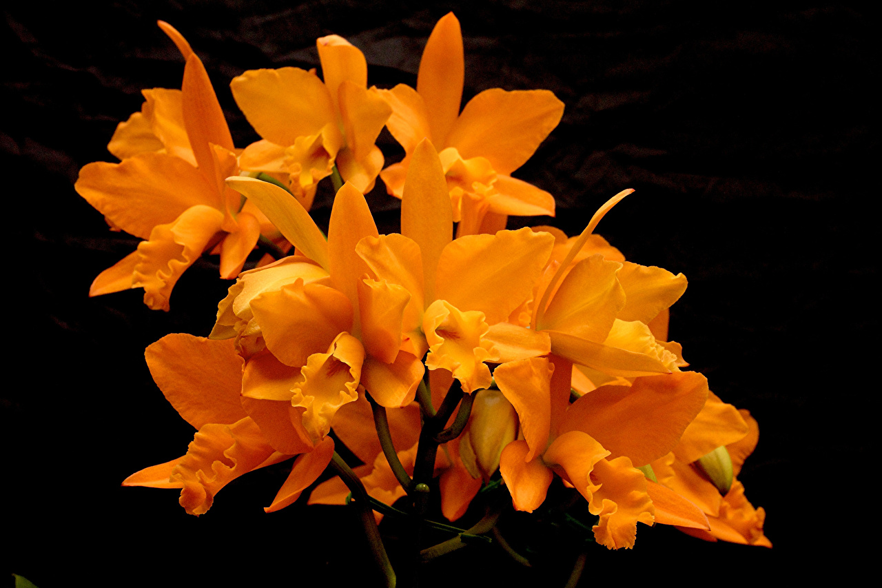 Орхидея Orange Jupiter