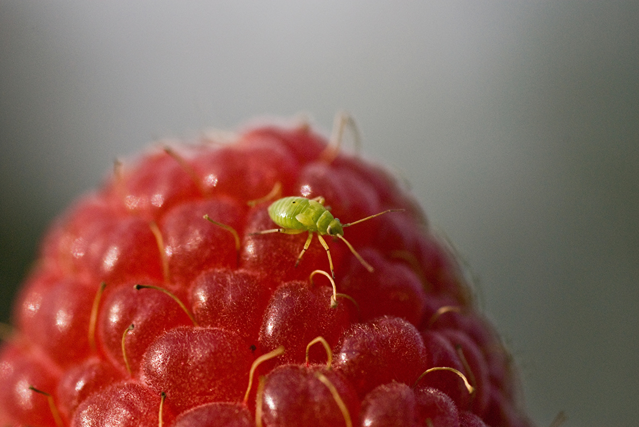 Чем опрыснуть малину, чтобы ягоды были без червей: деревенская хитрость
