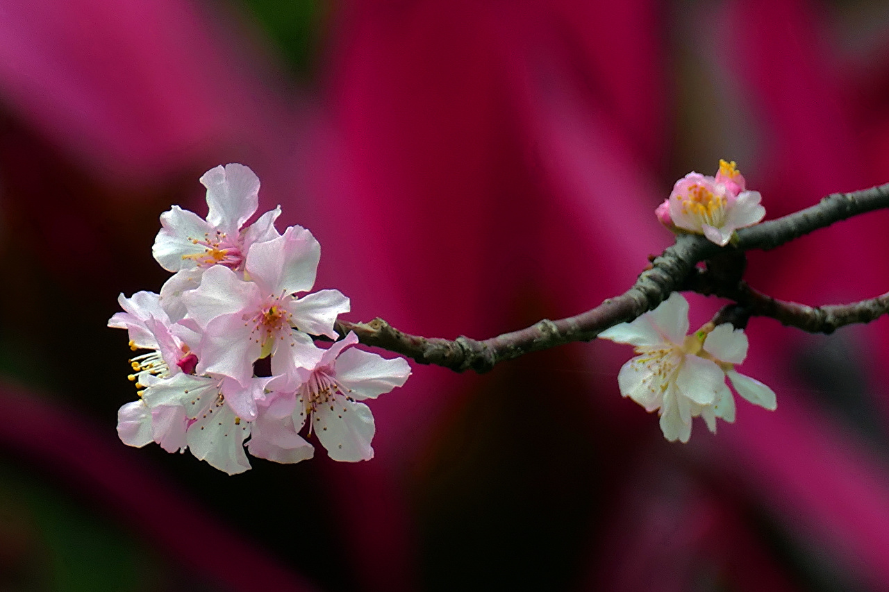 Сакура цветы на веточке