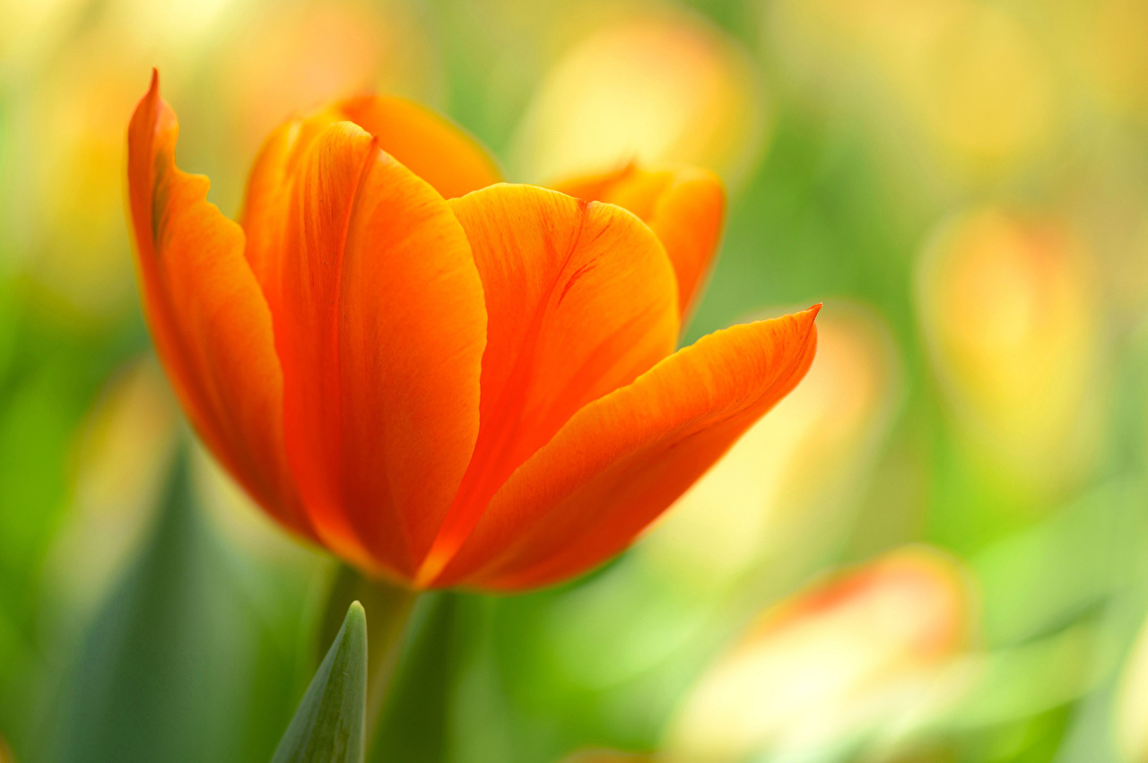 Тюльпаны оранжевого цвета