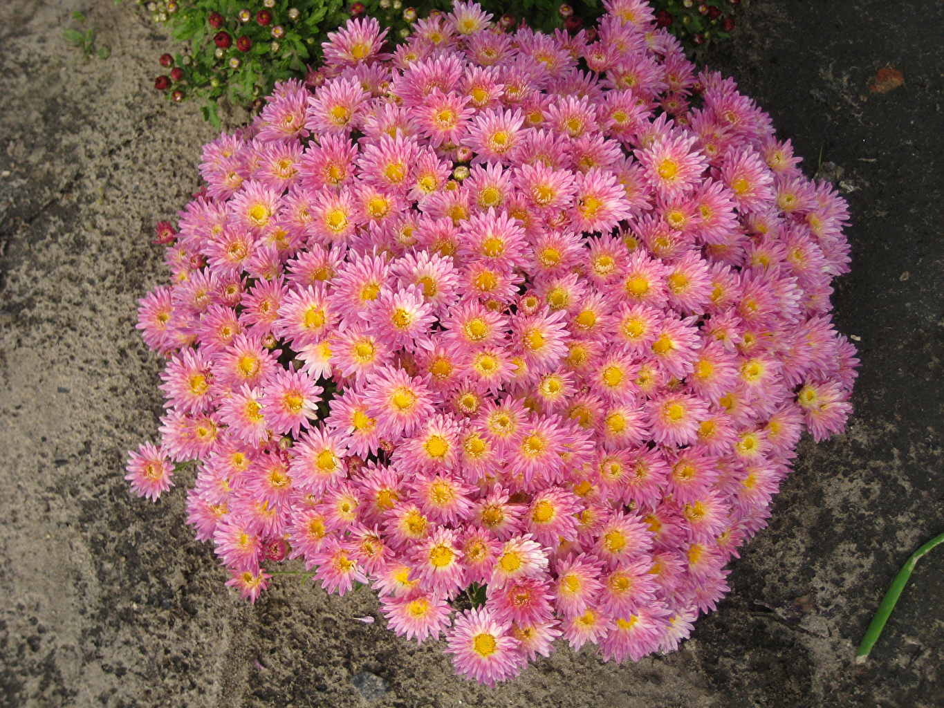 Цветы хризантемы мультифлора