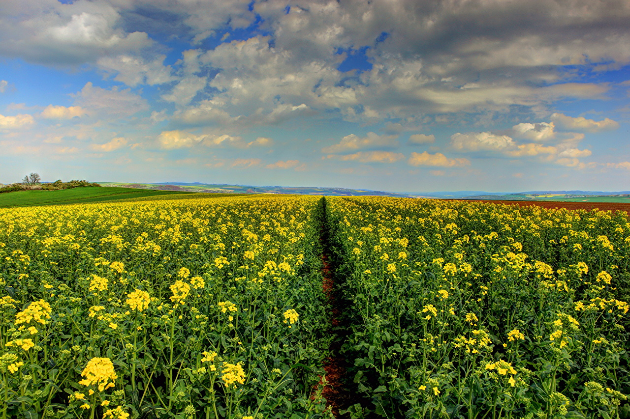 Рапс картинки фото