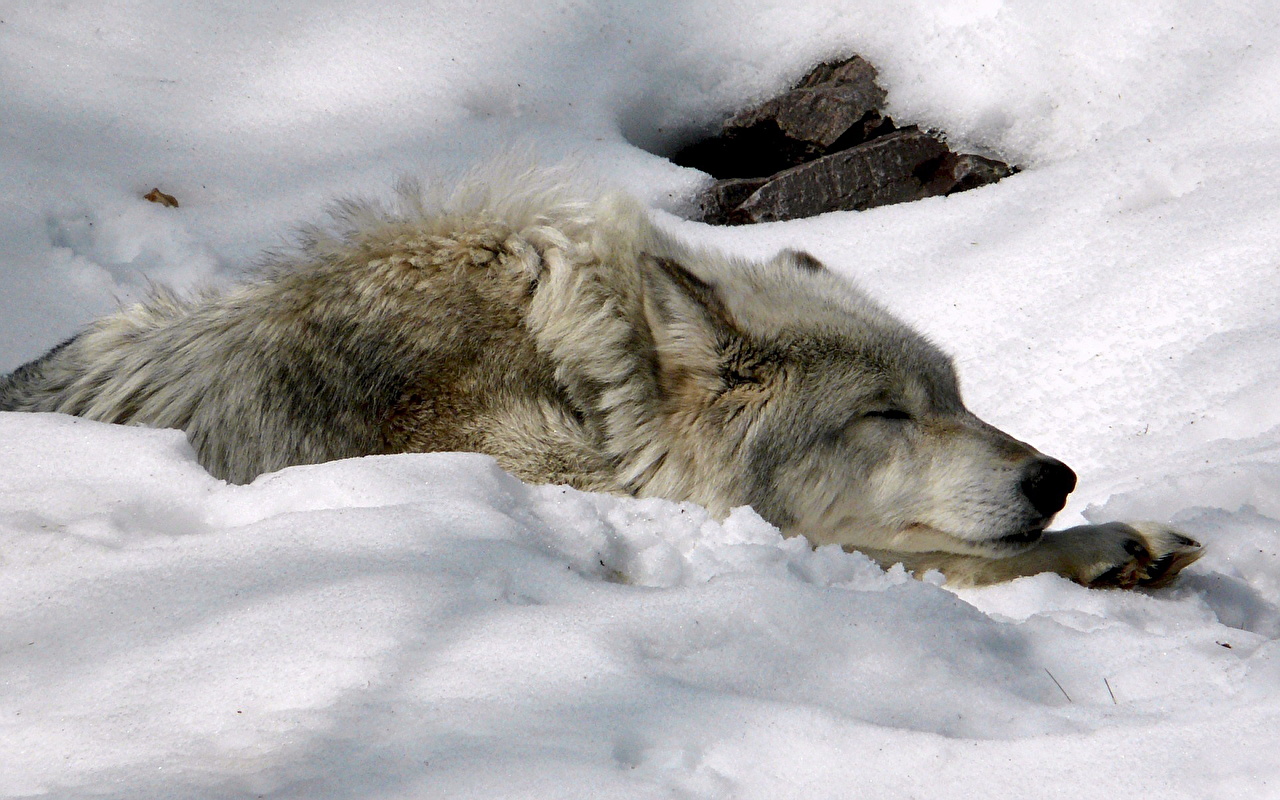 Волк спит