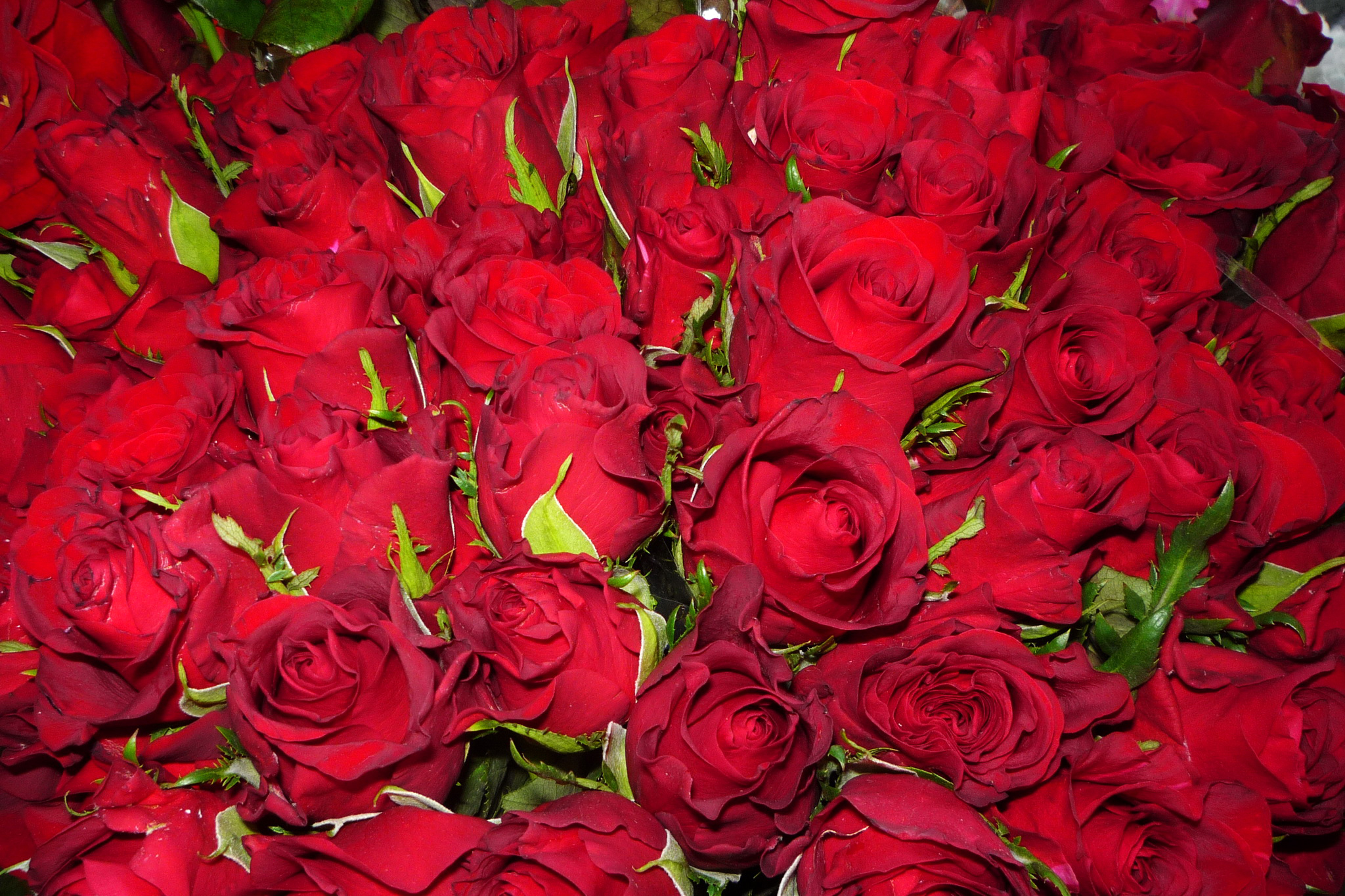 Поздравления С Днем Рождения Красные Розы