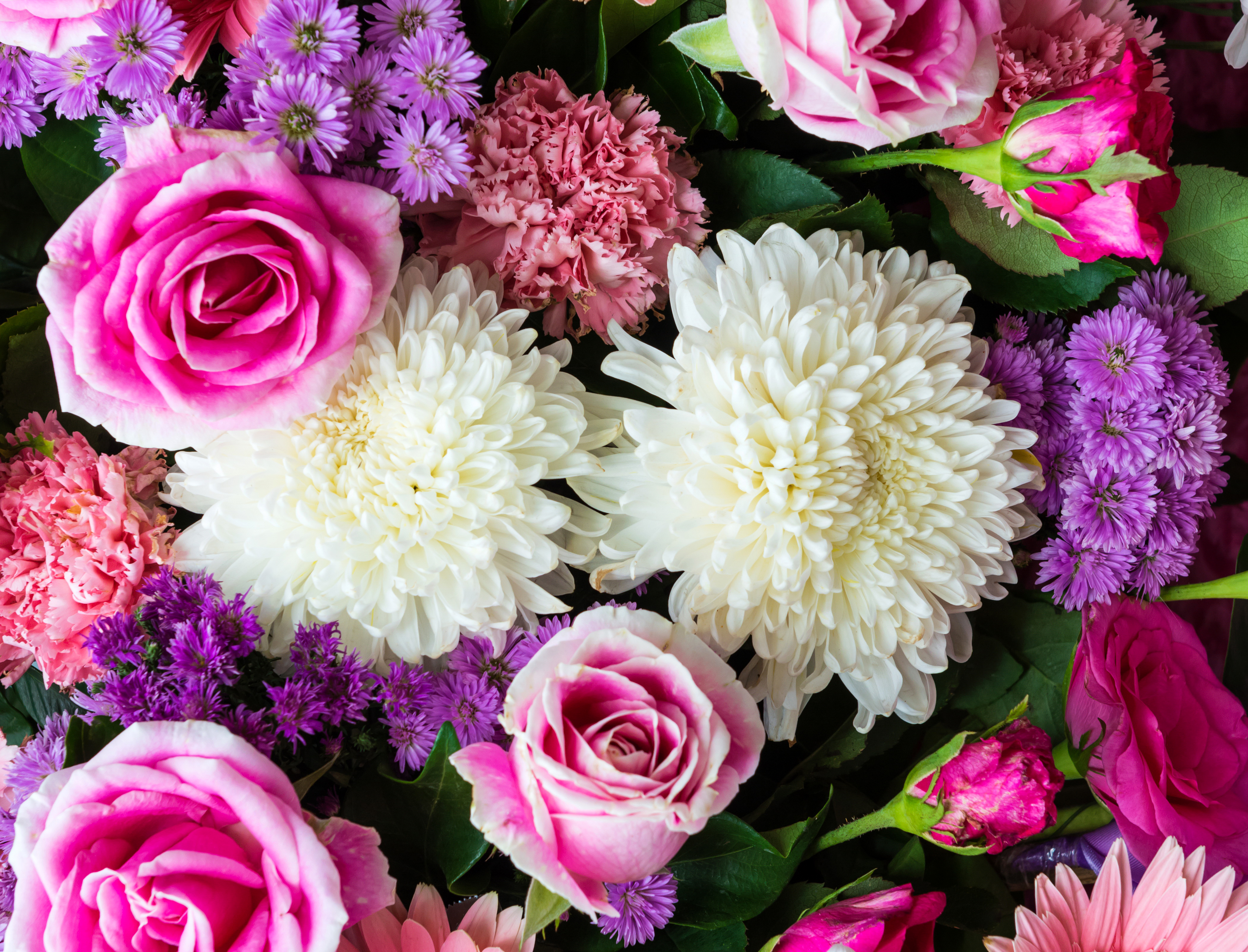 Поздравления С Днем Рождения Фиолетовые Цветы Хризантемы