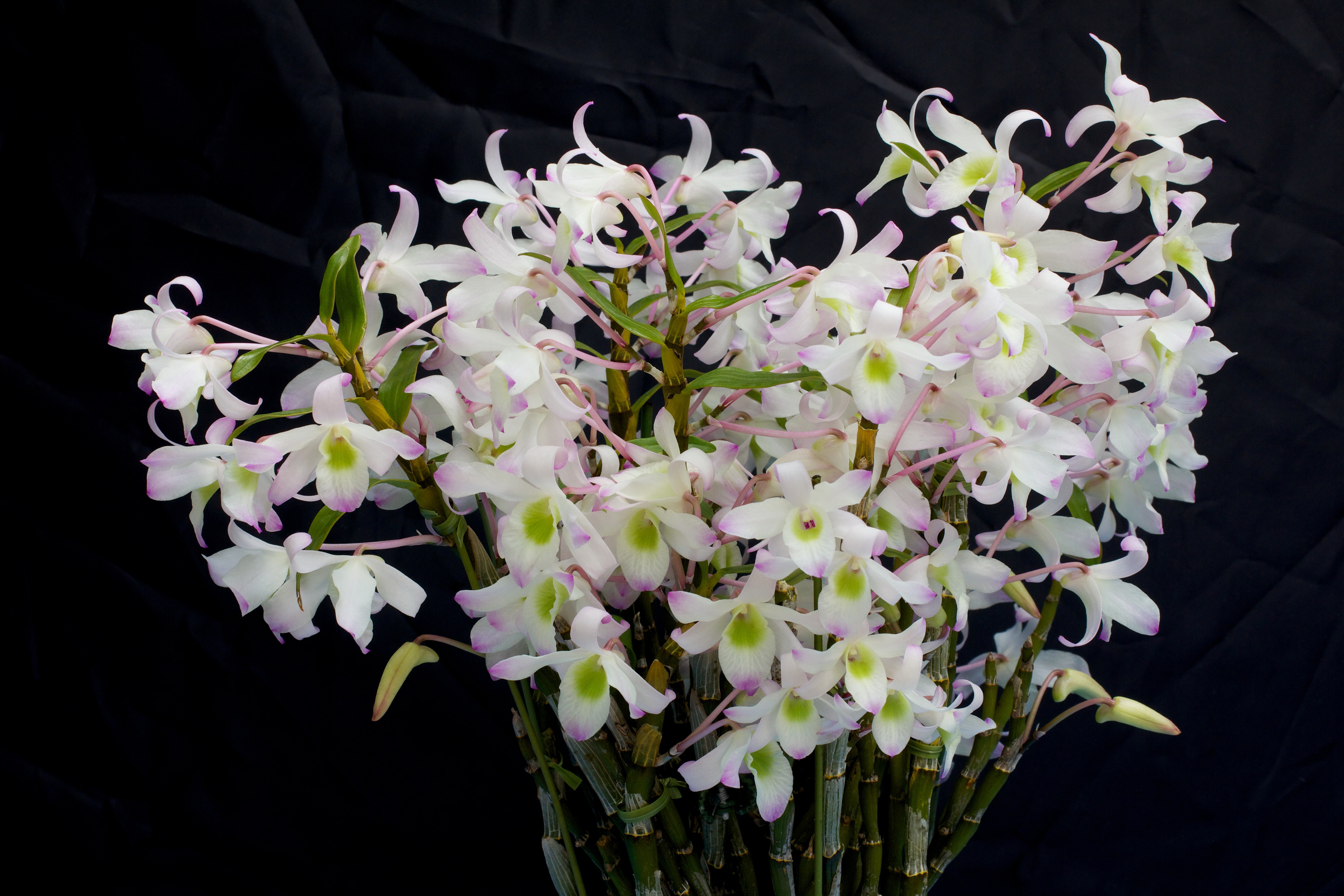 Орхидея белая ампельная