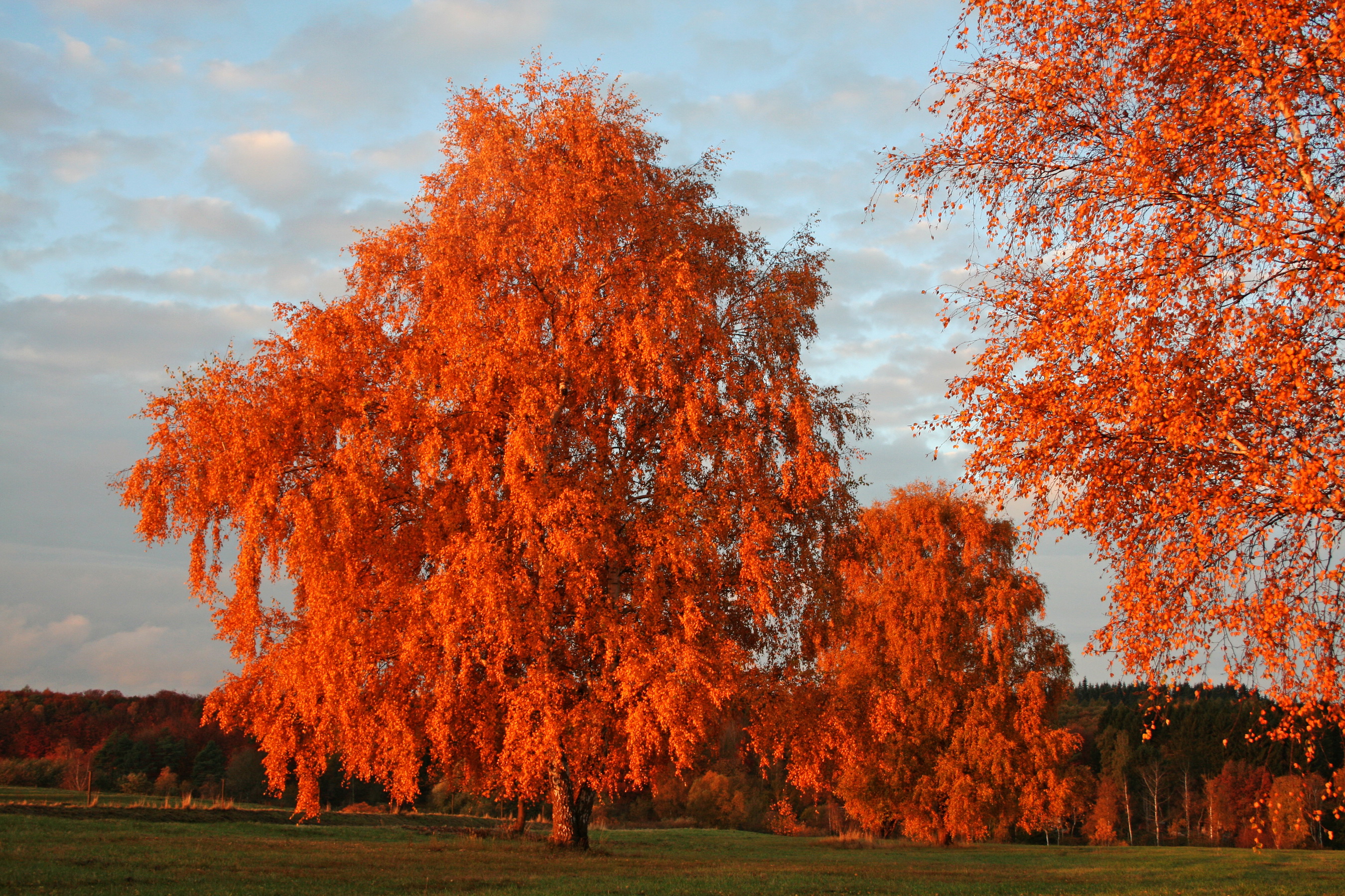 Оранжевое дерево