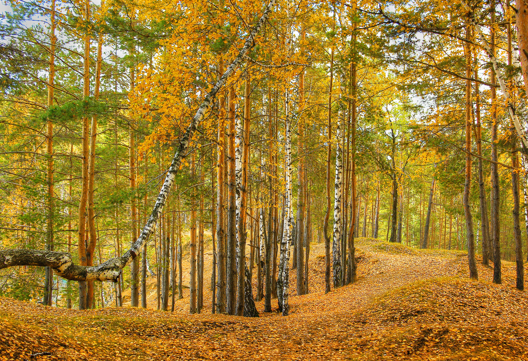 Природа лес осень