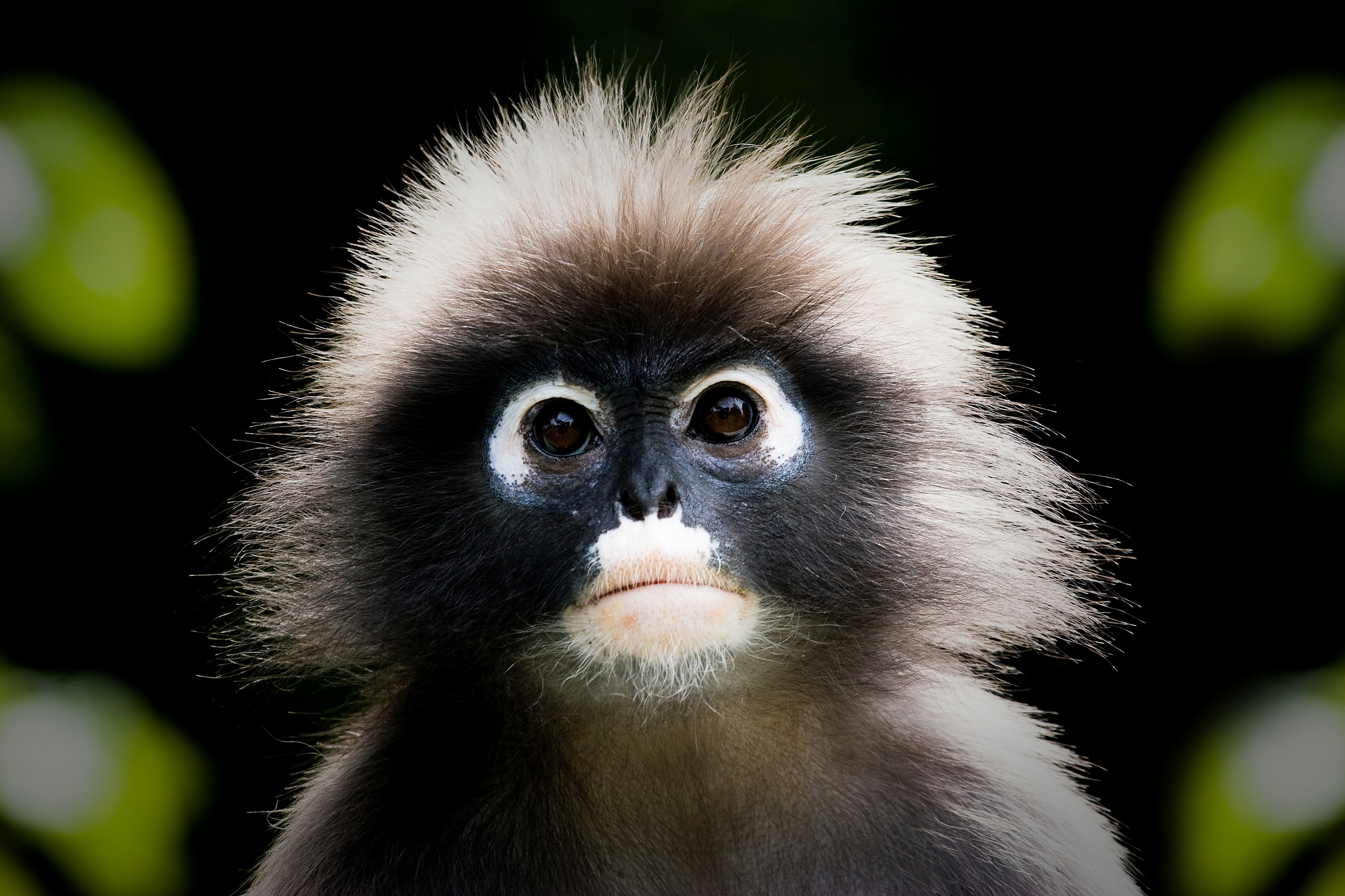 Черная обезьяна с белыми глазами