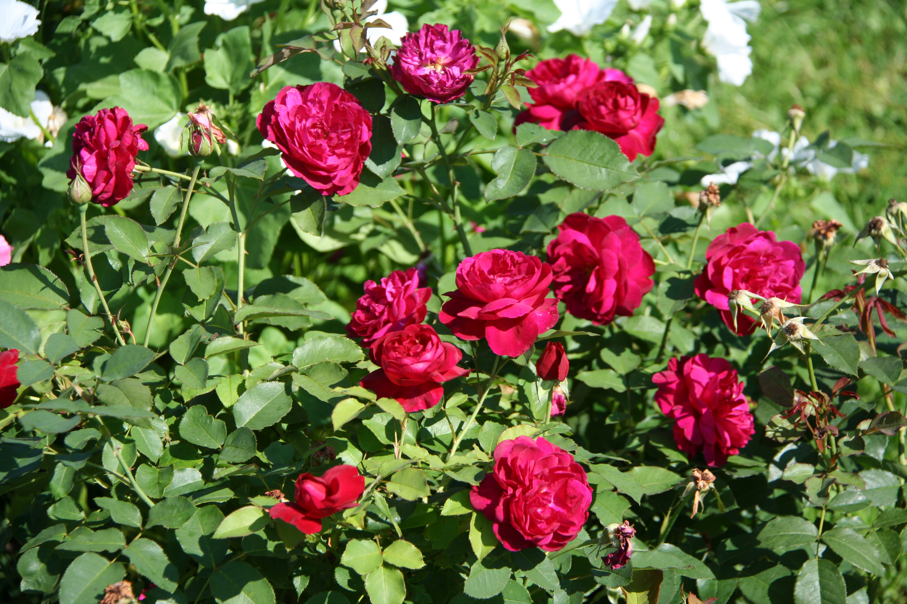 Роза чайно-гибридная (Rosa Claret