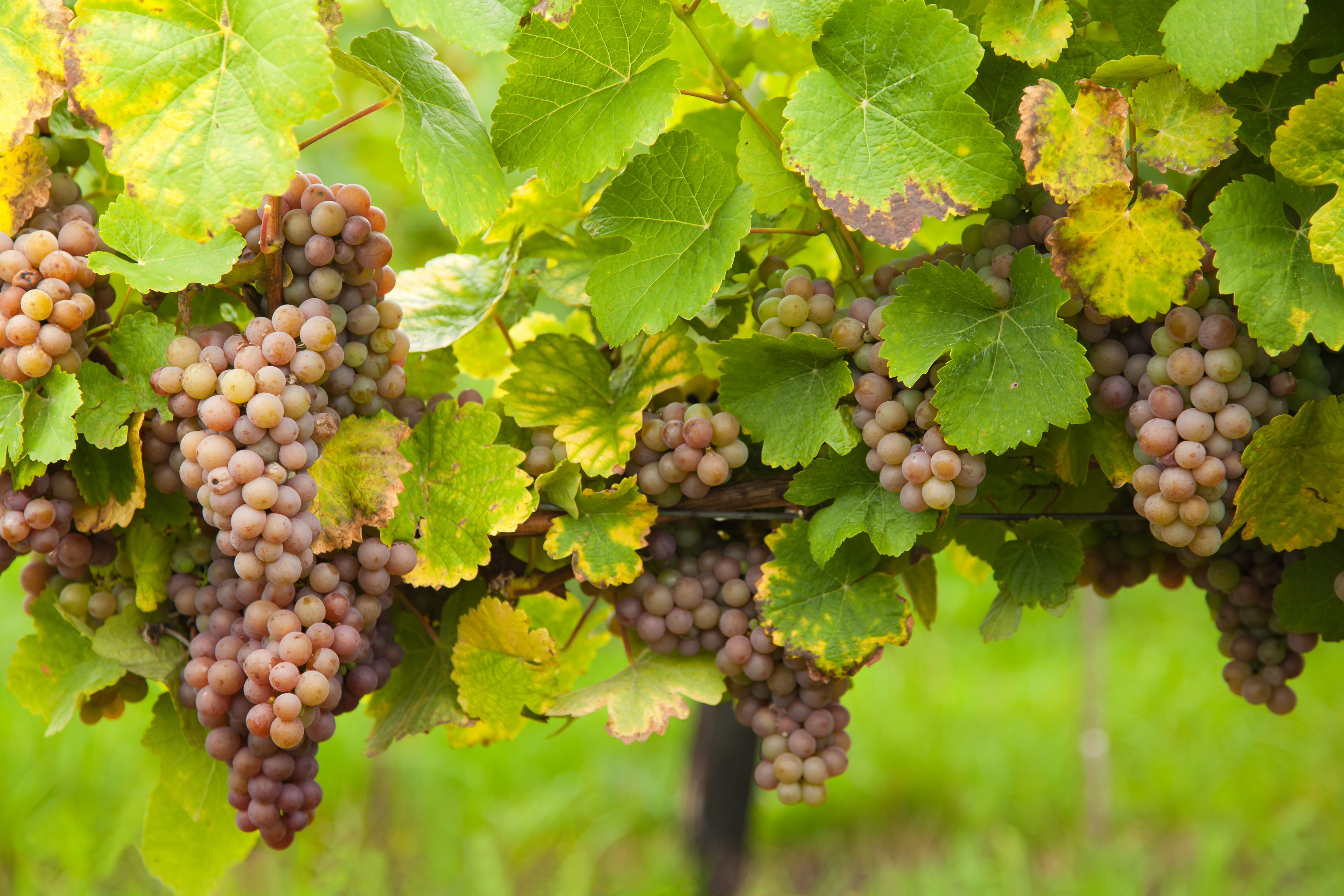 Виноград грозди лоза