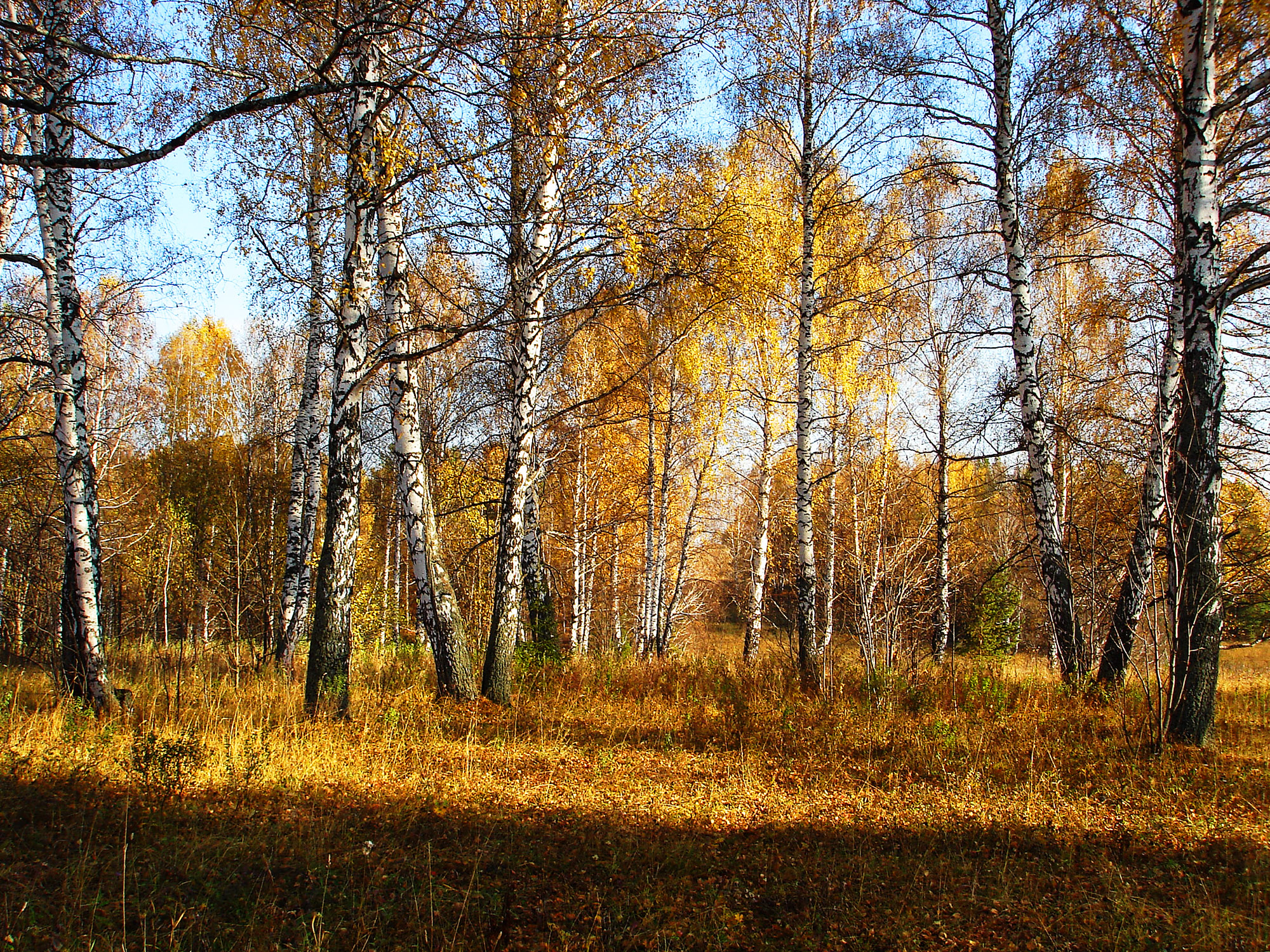 Лес средней полосы России осенью
