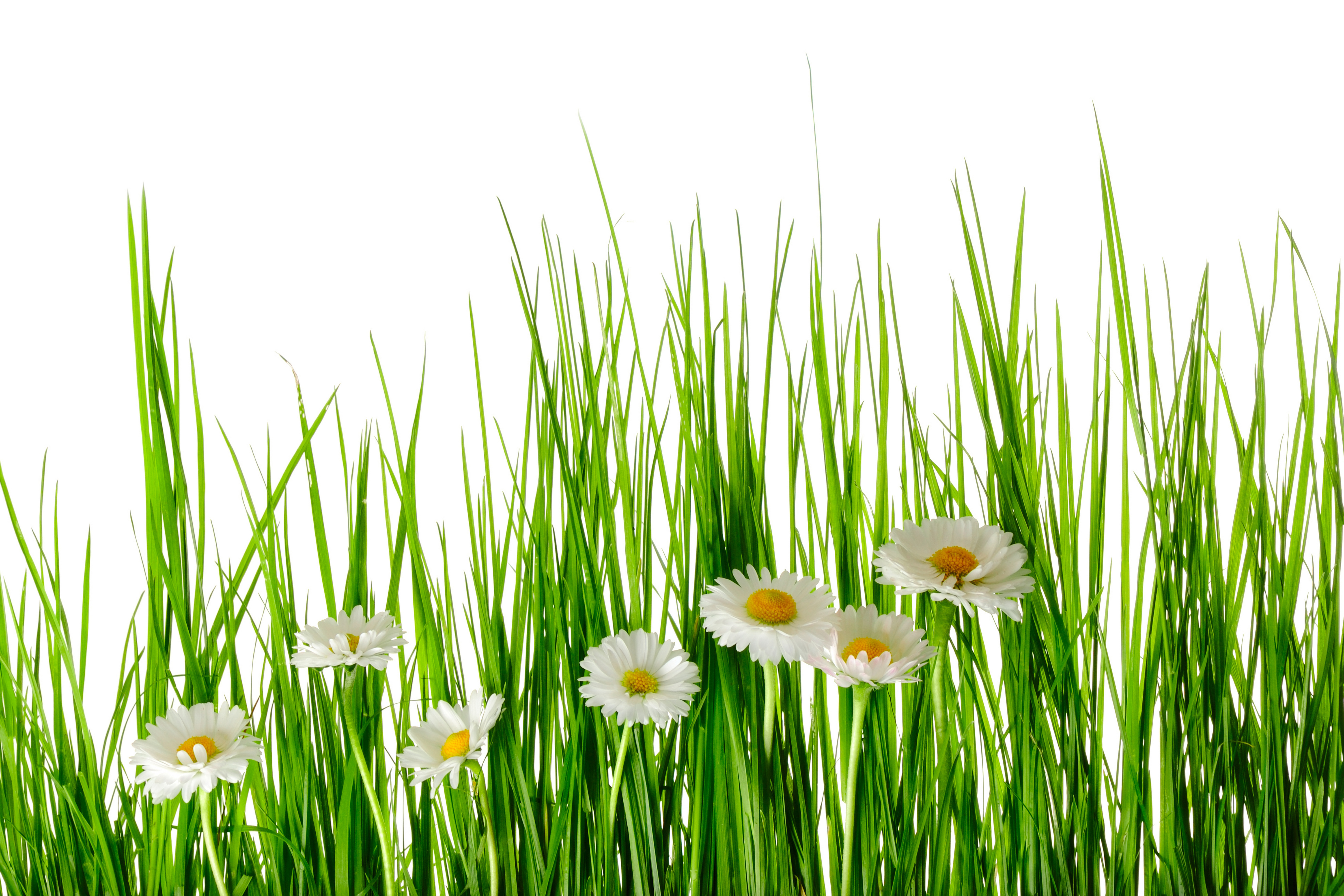 http://s1.1zoom.ru/big3/529/Camomiles_White_background_Grass_563427_6000x4000.jpg