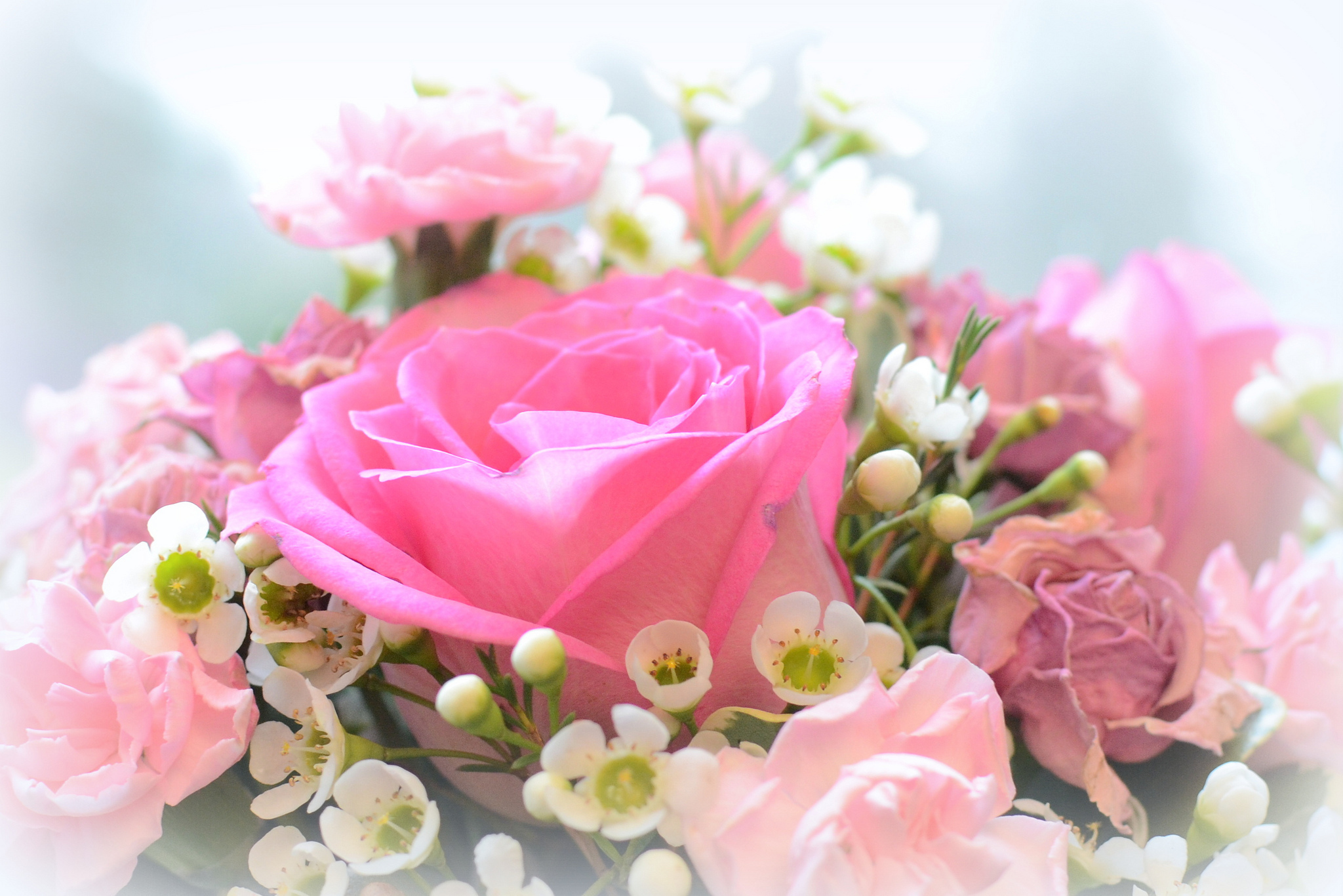 цветы букет ромашки розовые в хорошем качестве Обои на рабочий стол .