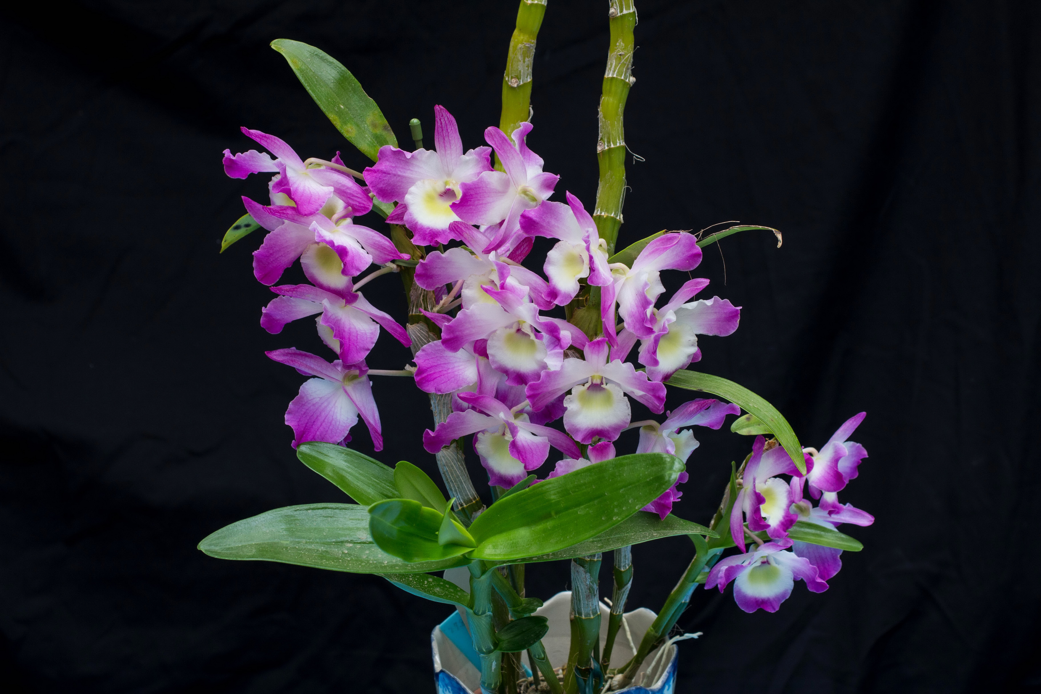 Подвиды Орхидей