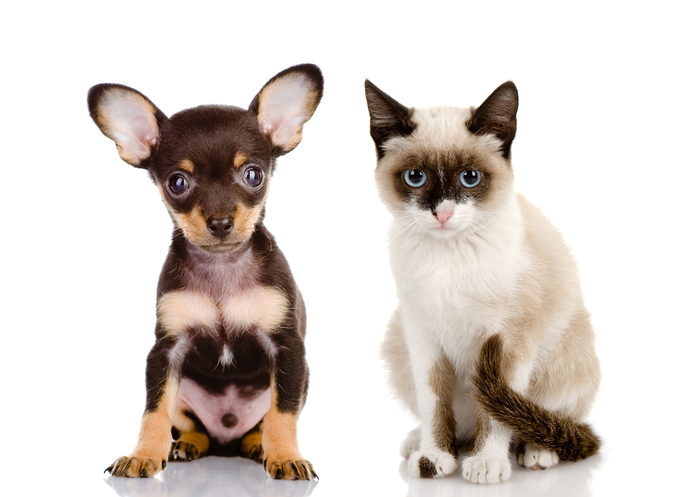 Породы кошек и собак