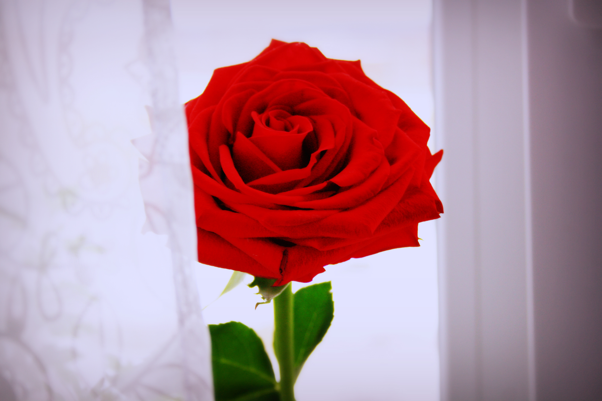 Одна красная роза фото