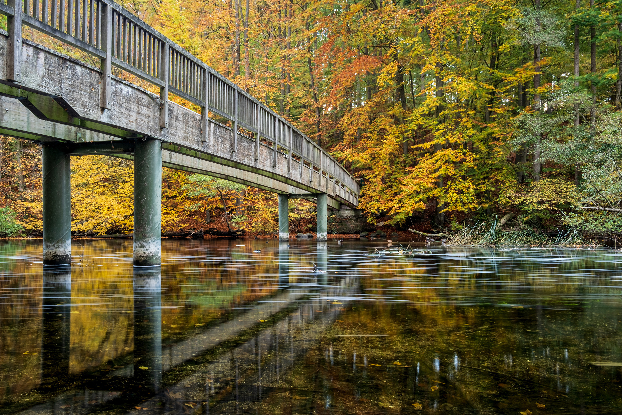 Осень мост над рекой