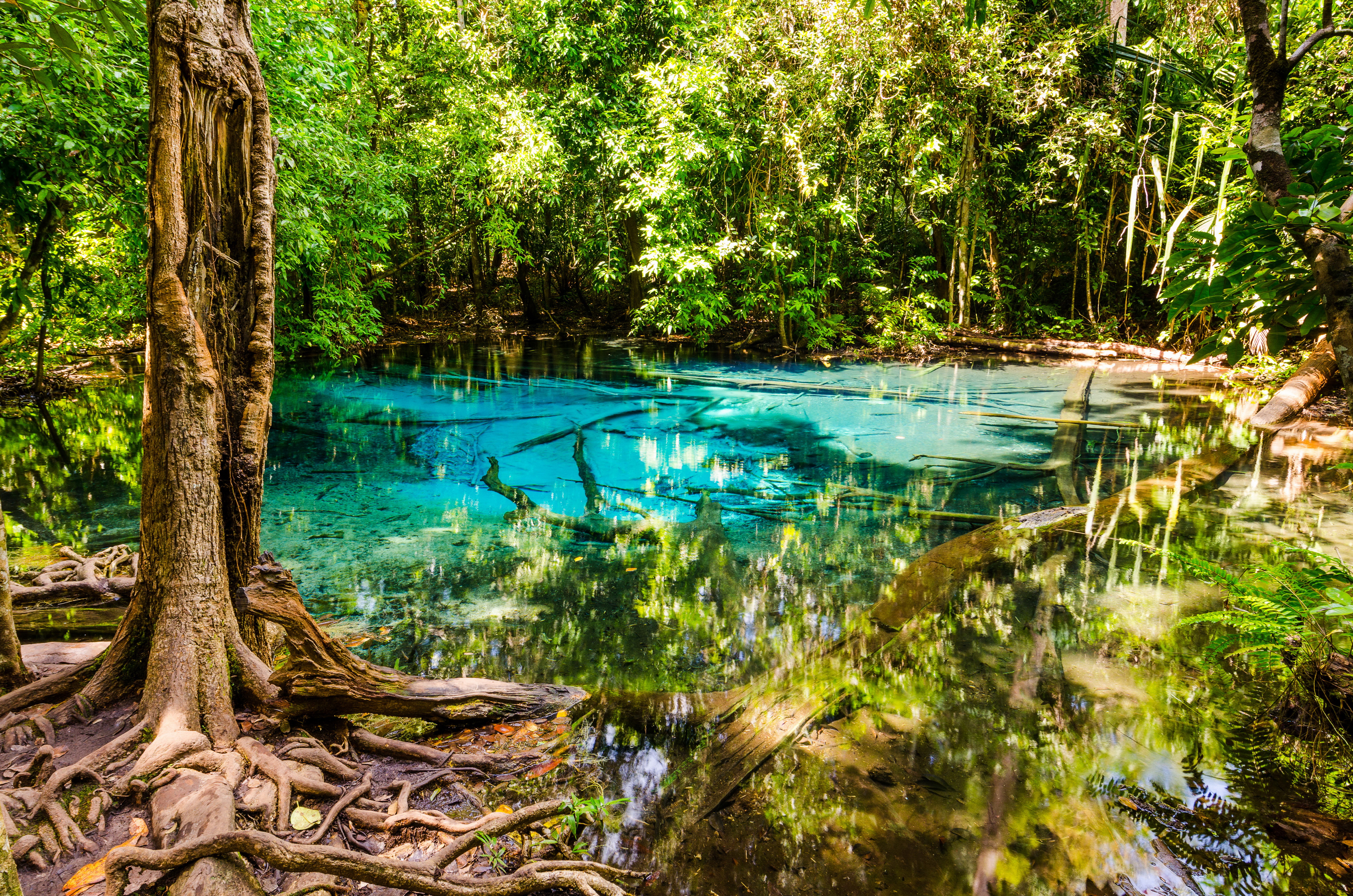 картинки природа лес вода