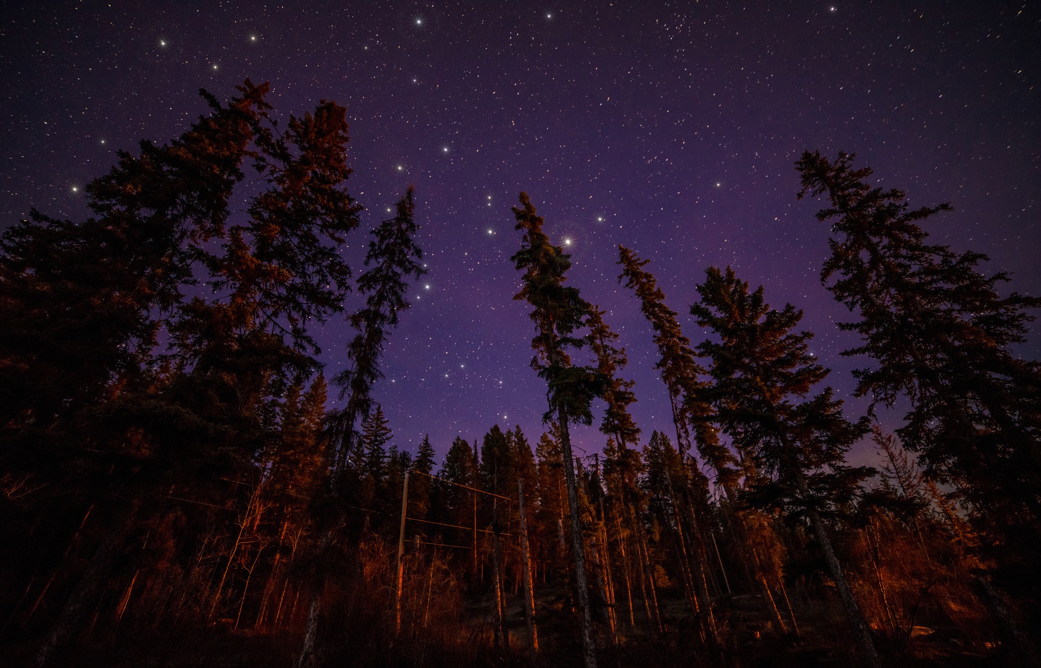 Сосновый лес и звездное небо