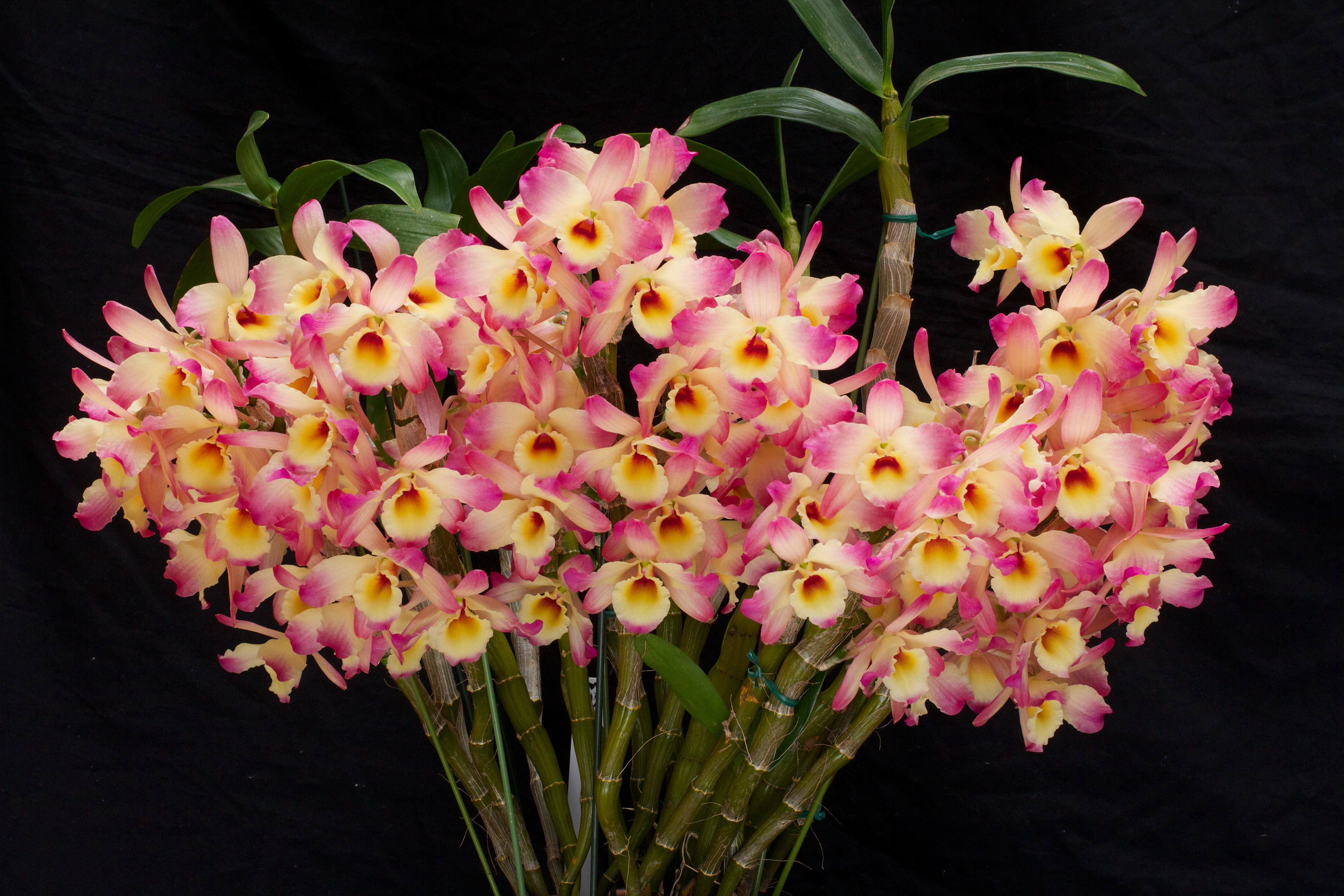 Цветы орхидеи фото